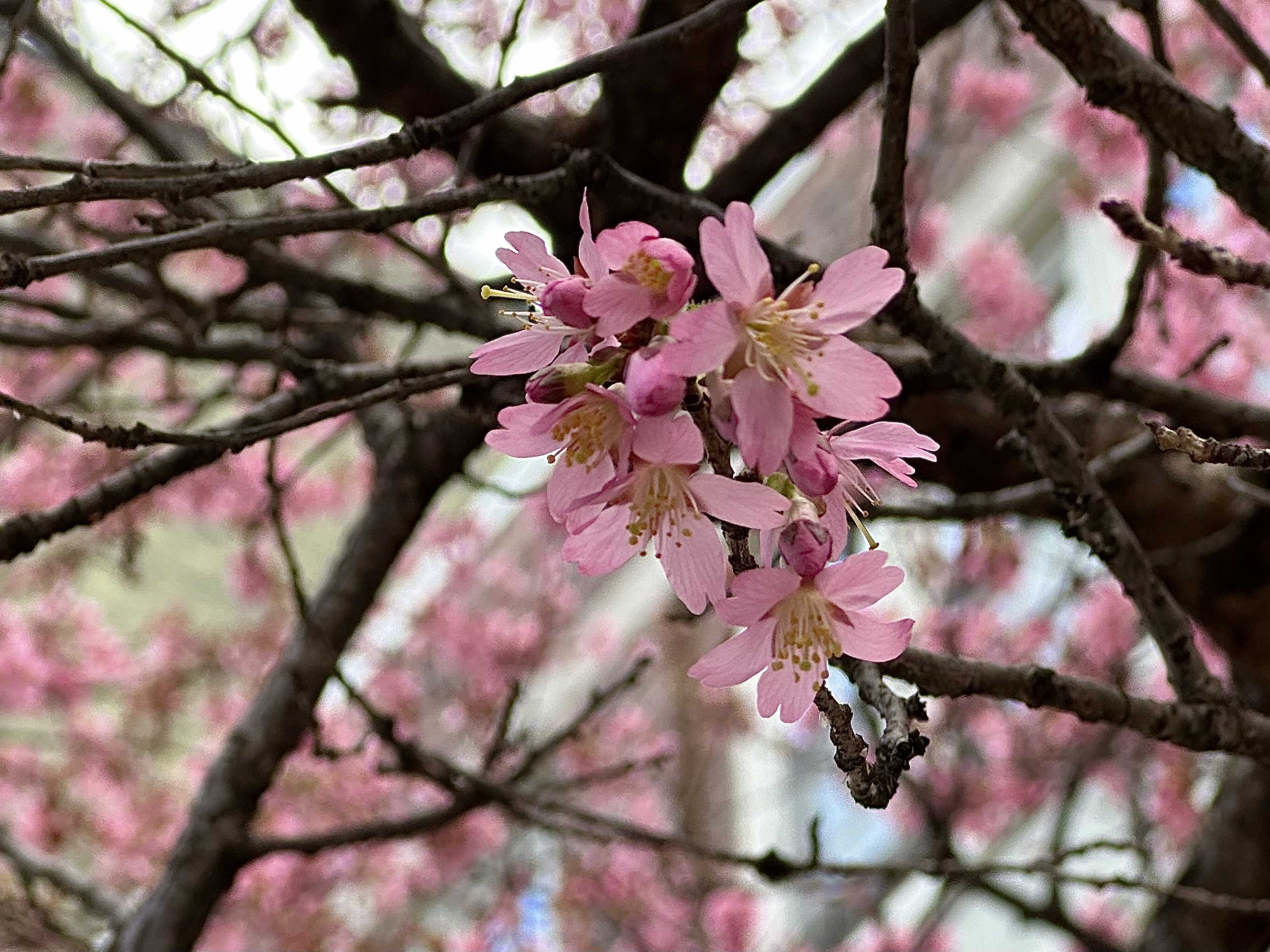 Cherry Blossom (Local Shot) (Likely Okame Cherry) [To be confirmed]