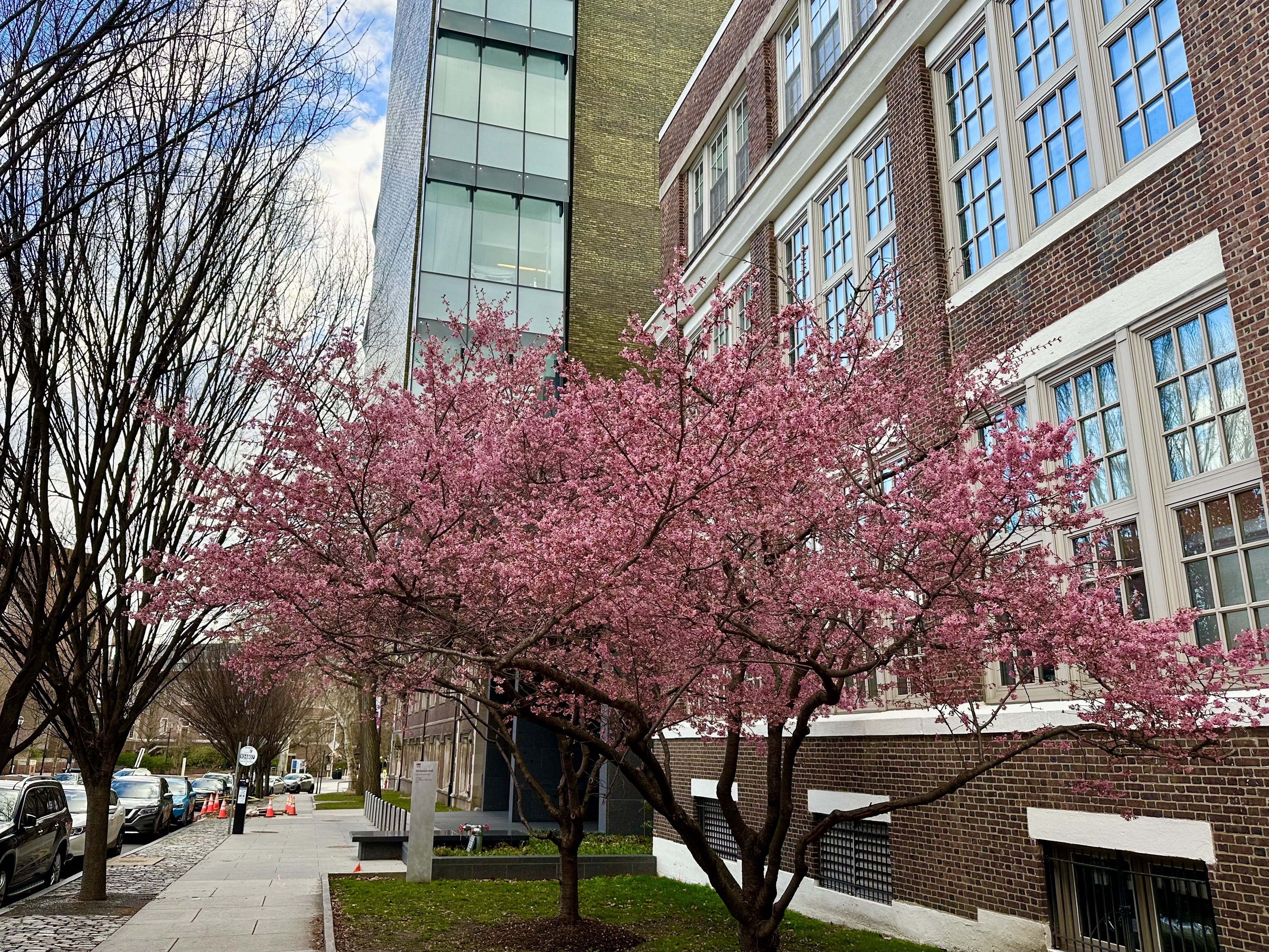 Cherry Blossom (Likely Okame Cherry) [To be confirmed]