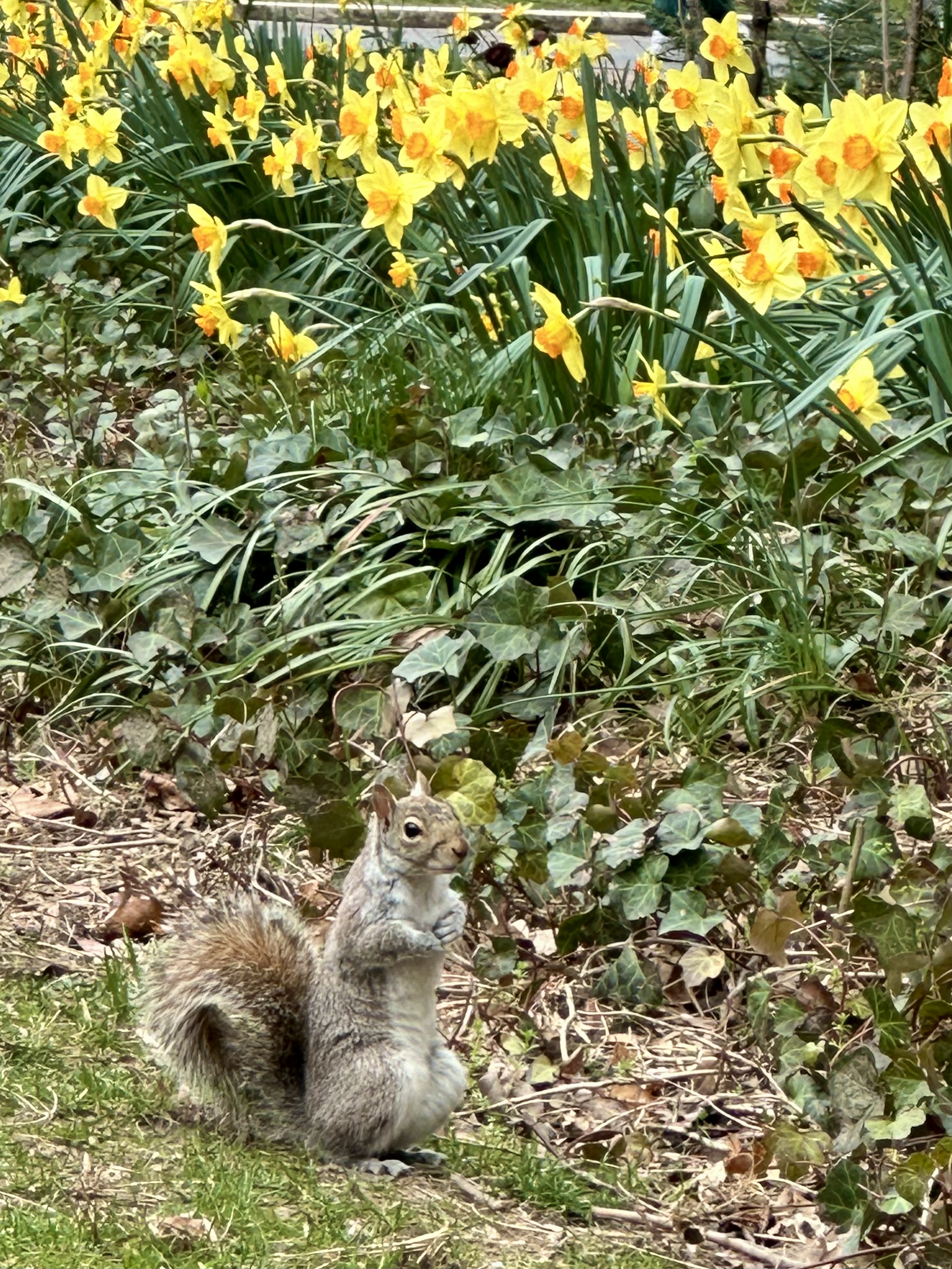 Yellow Daffodil and Squirrel