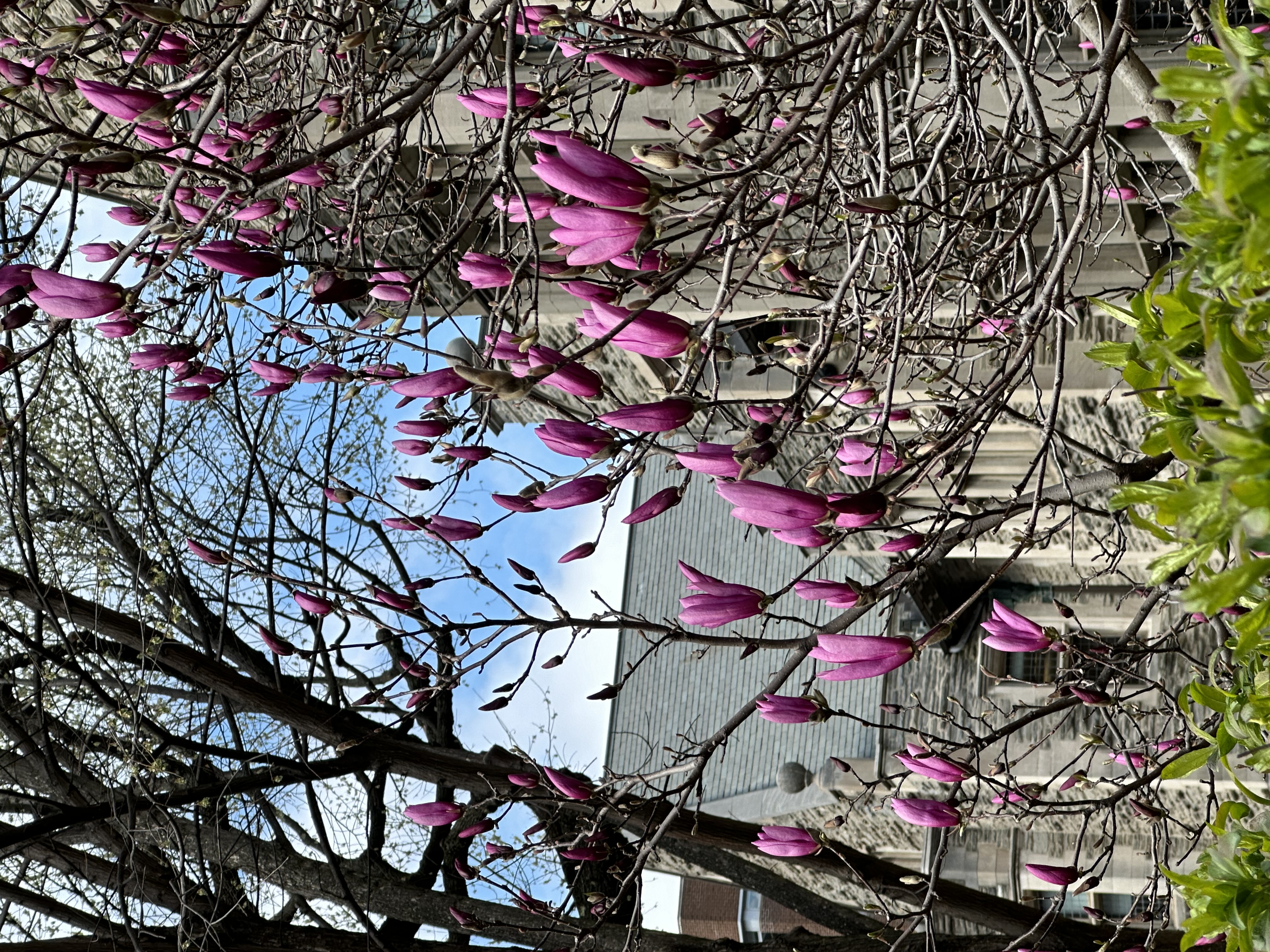 Magnolia (Likely Saucer Magnolia) [To be confirmed]
