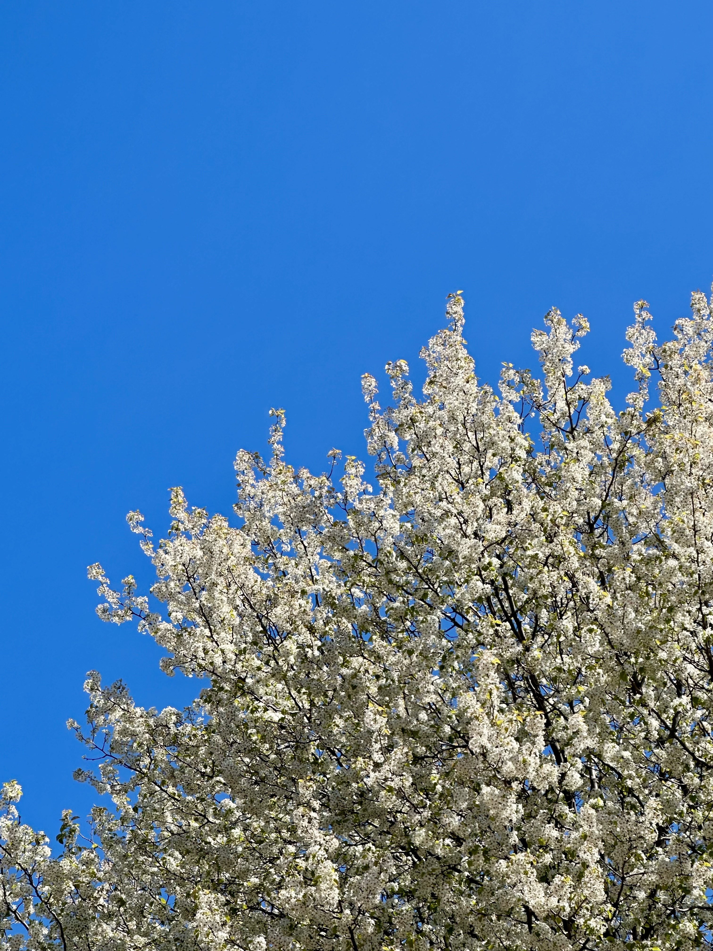 Callery Pear, Pyrus Calleryana [To be confirmed]