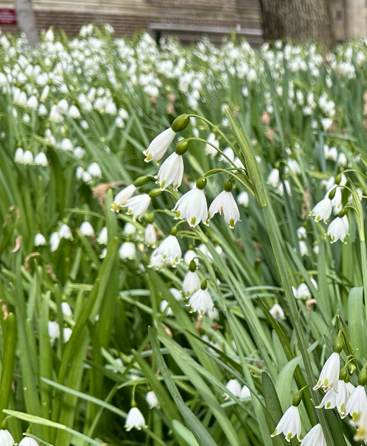 Summer Snowflake Lily