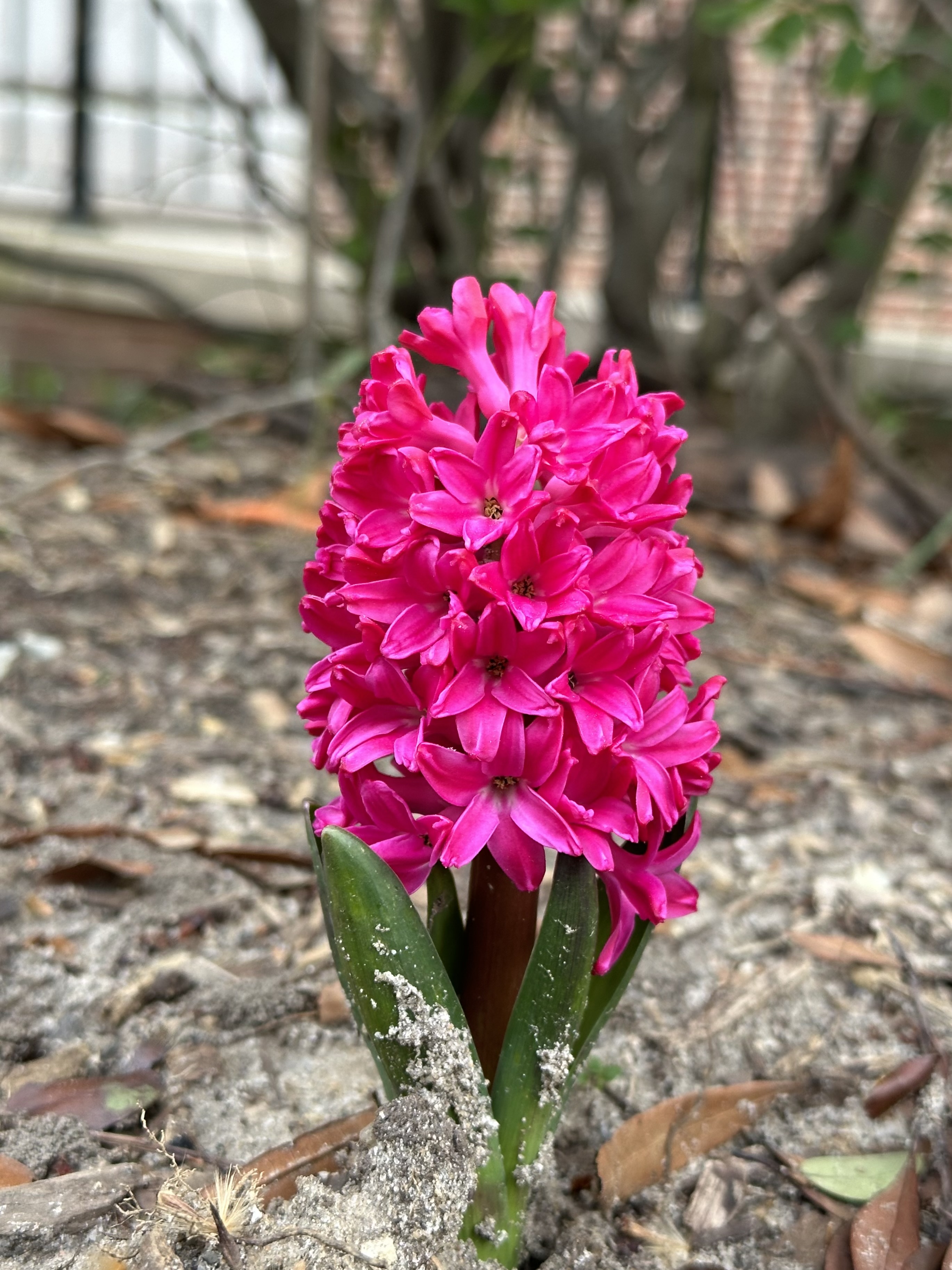 Hyacinth