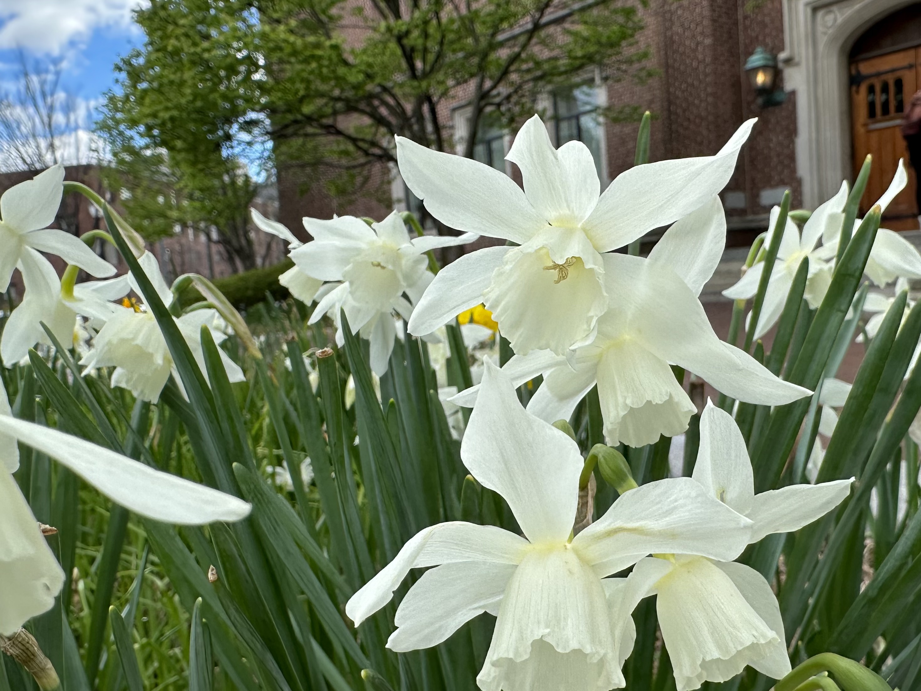White Daffodil, Narcissus