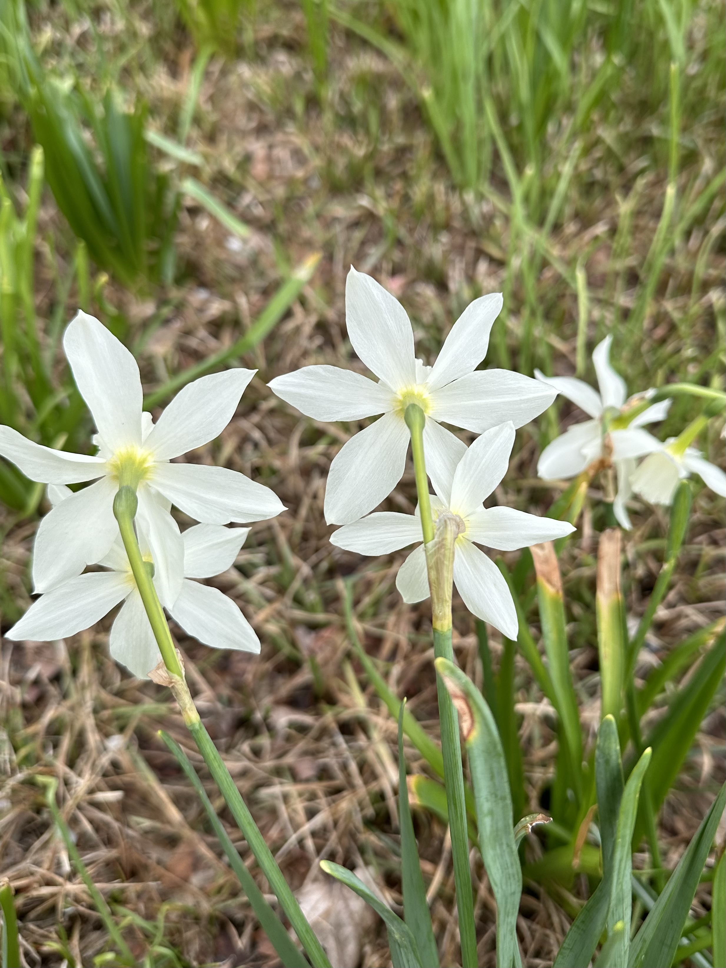 White Daffodil, Narcissus
