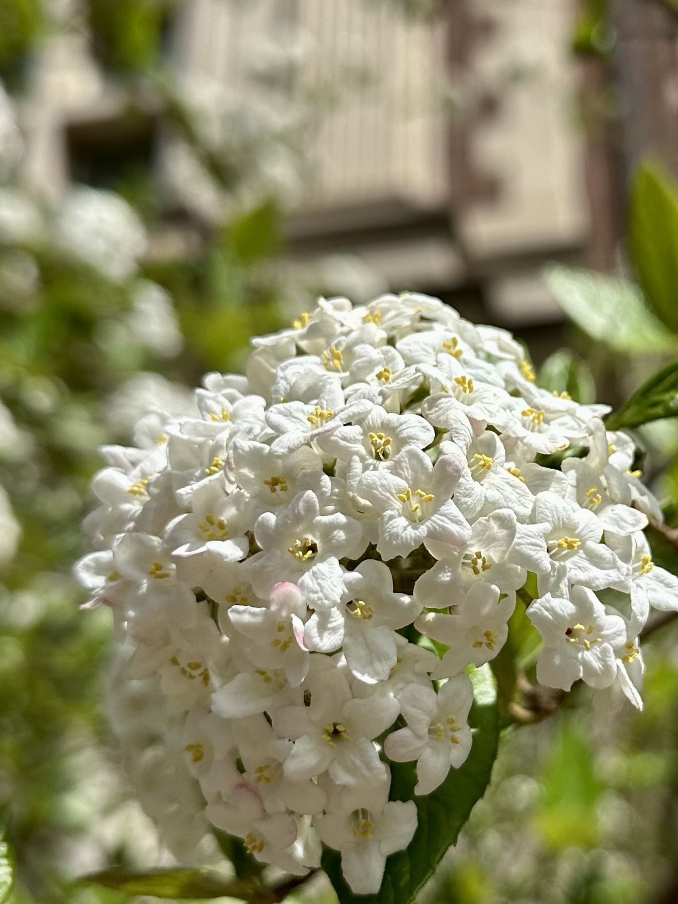 Viburnum [To be confirmed]