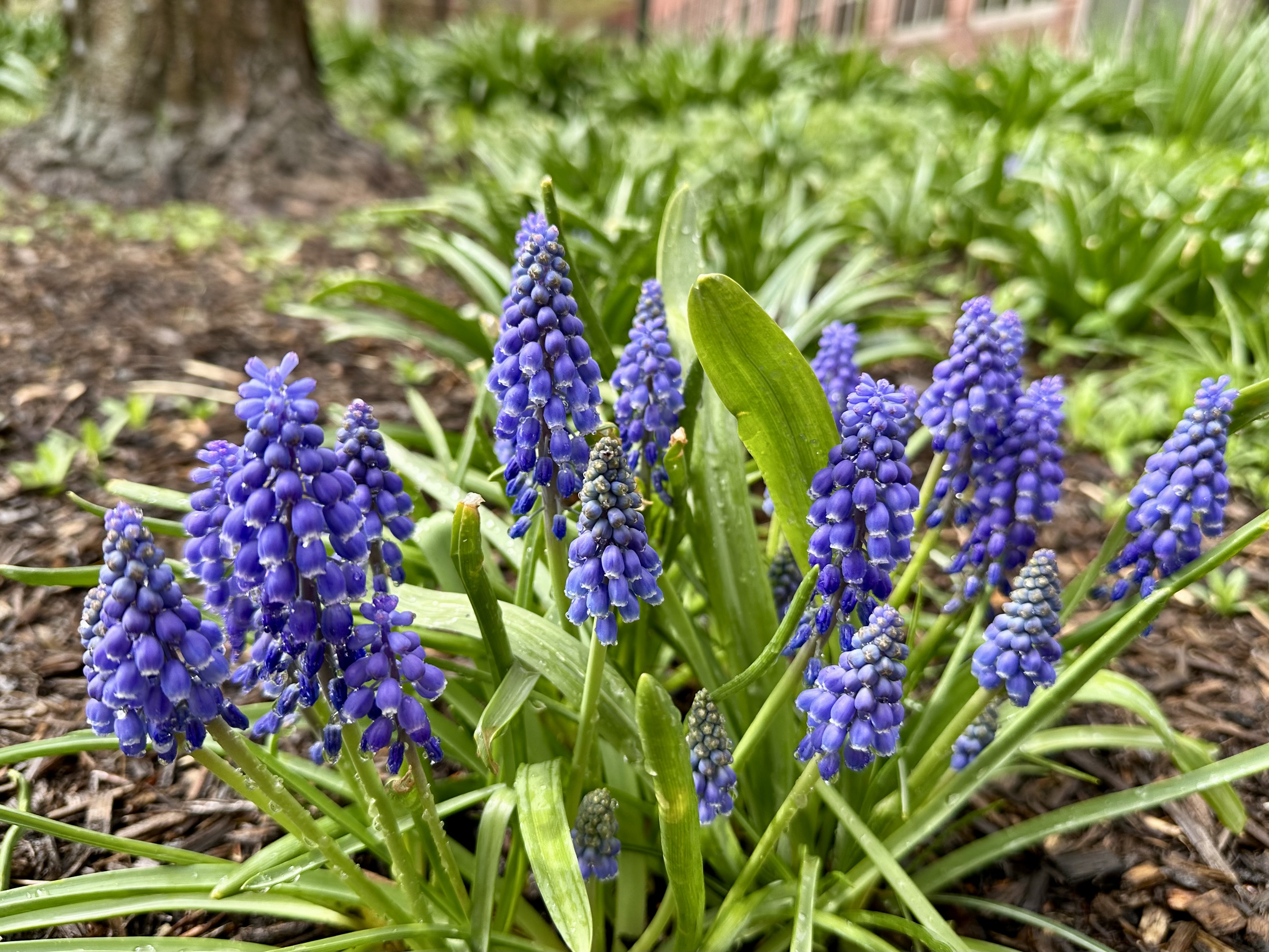 Grape Hyacinth
