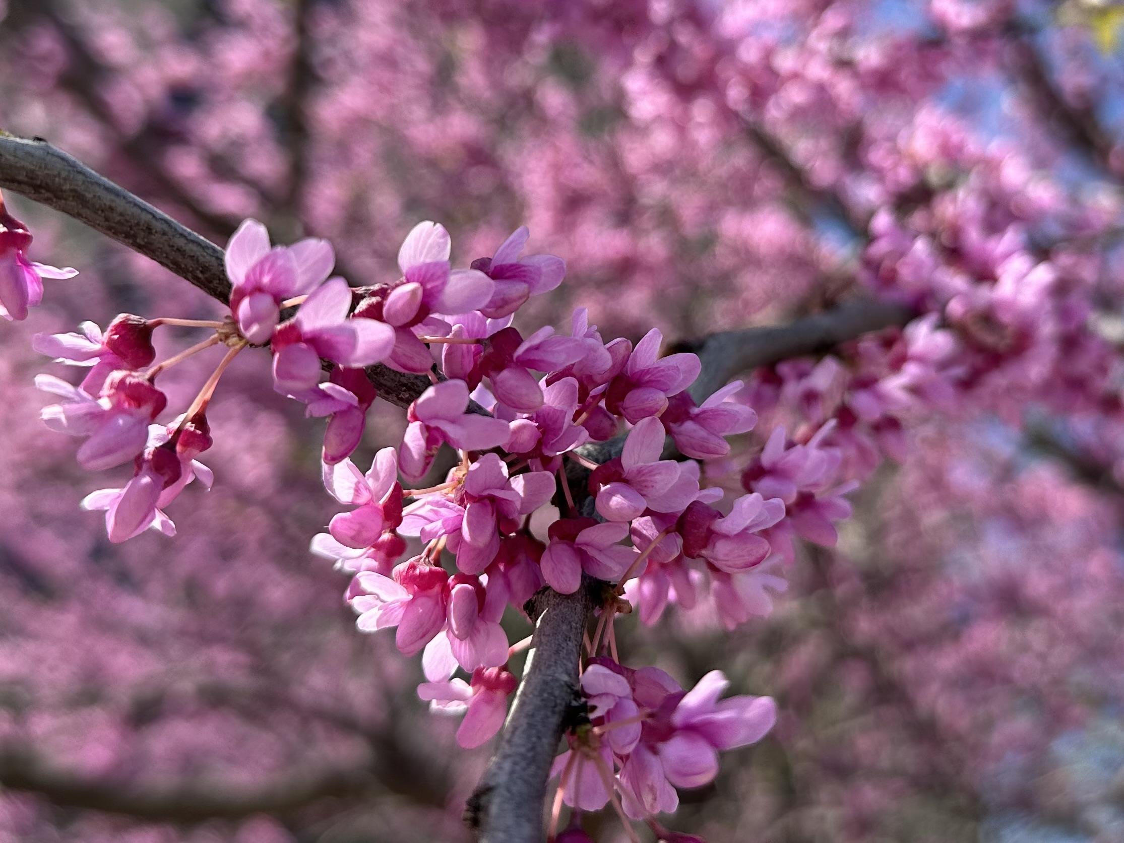 Redbud, Cercis Canadensis