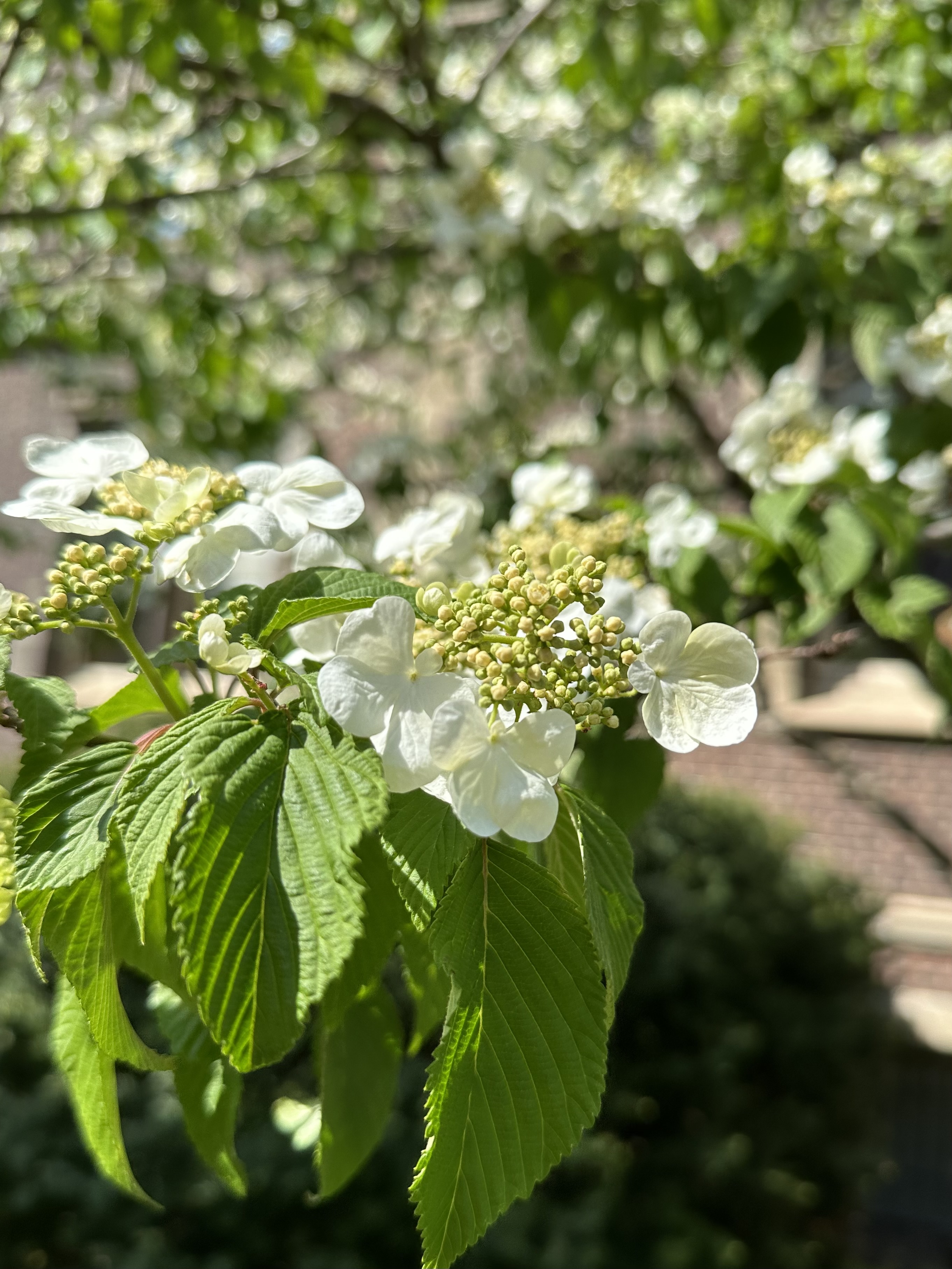 Doublefile Viburnum (Viburnum Plicatum)