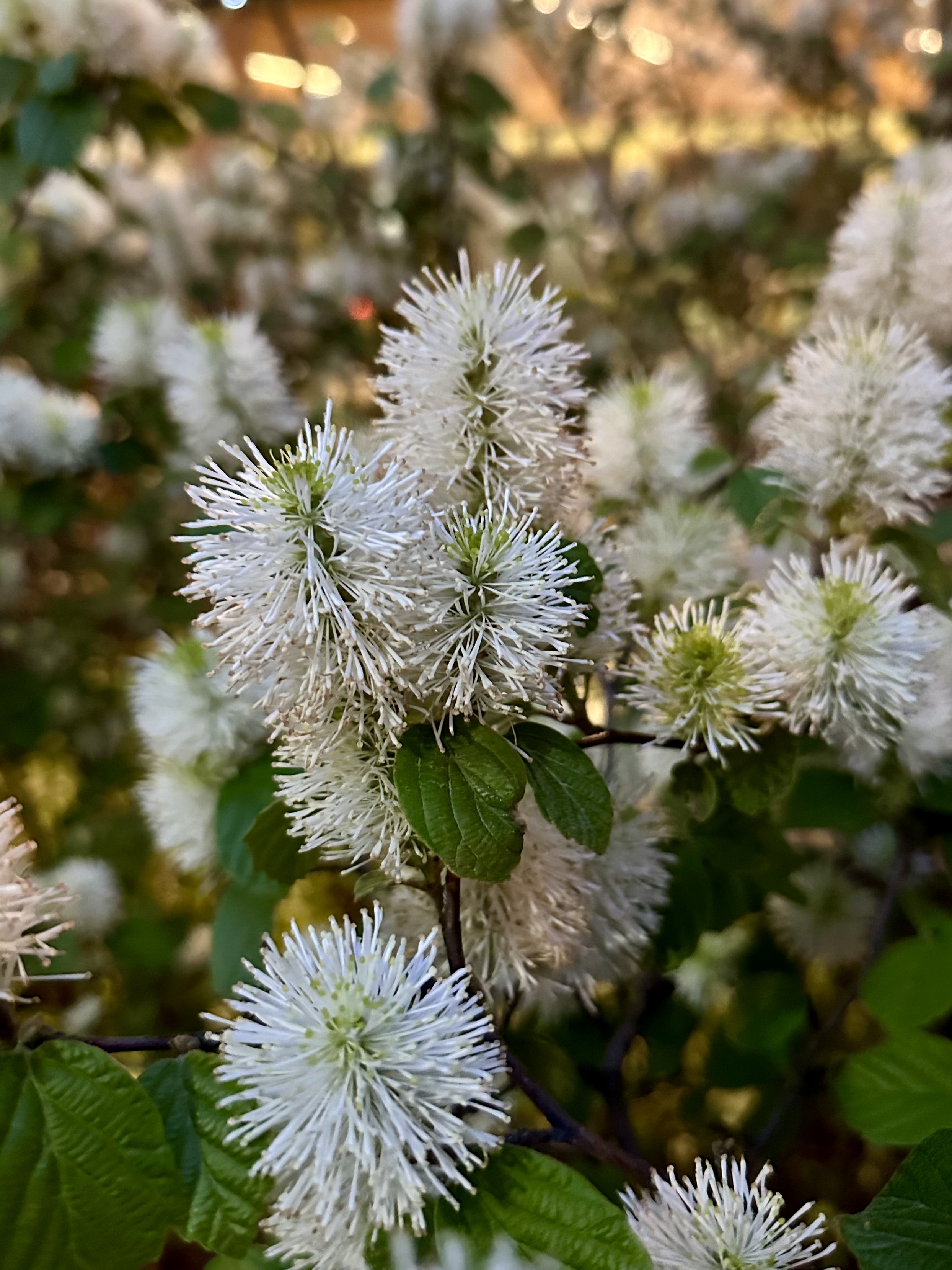 Mountain Witch Alder (Fothergilla Major)