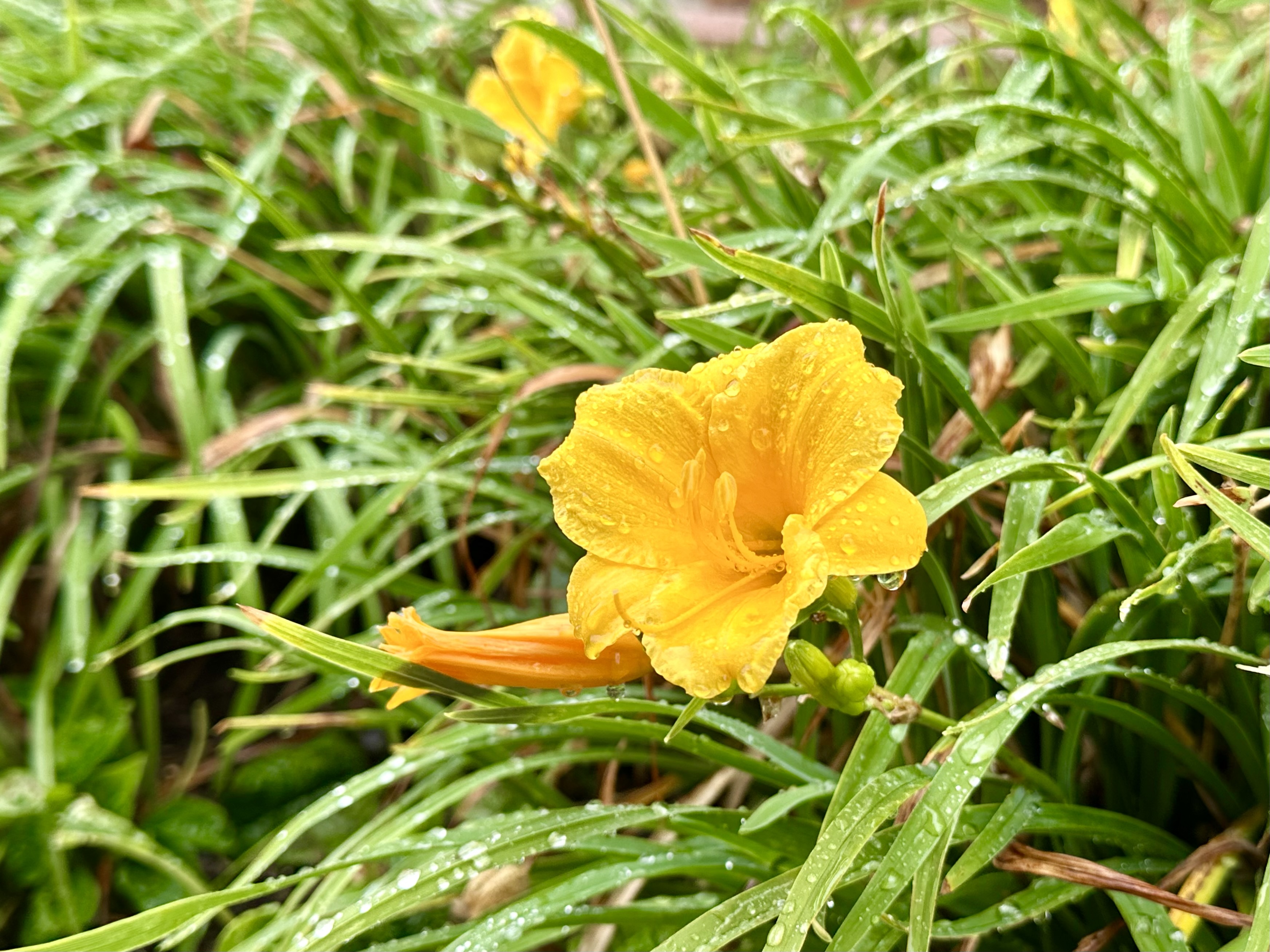 Daylily, Hemerocallis