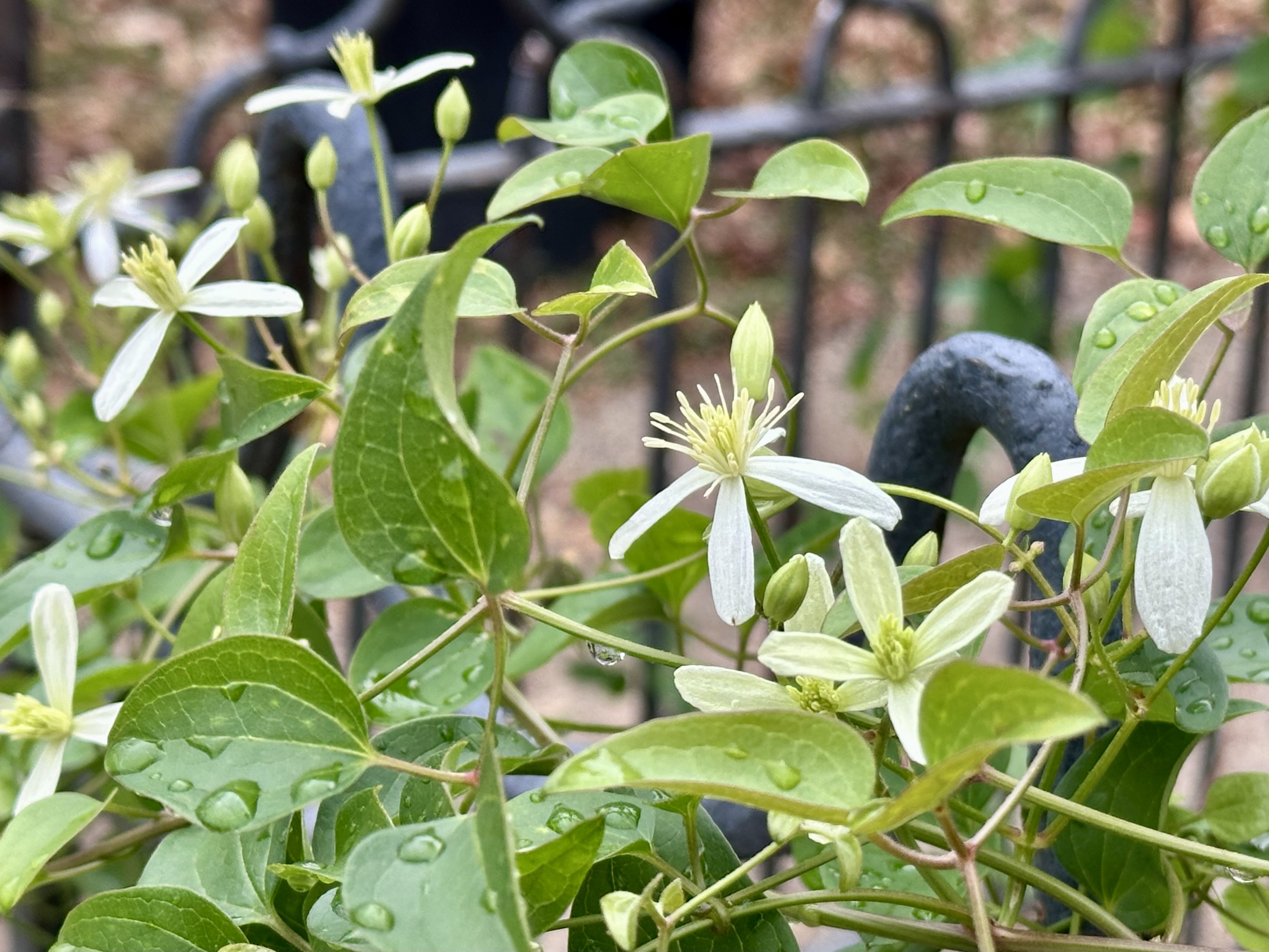 Sweet Autumn Clematis, Clematis Terniflora
