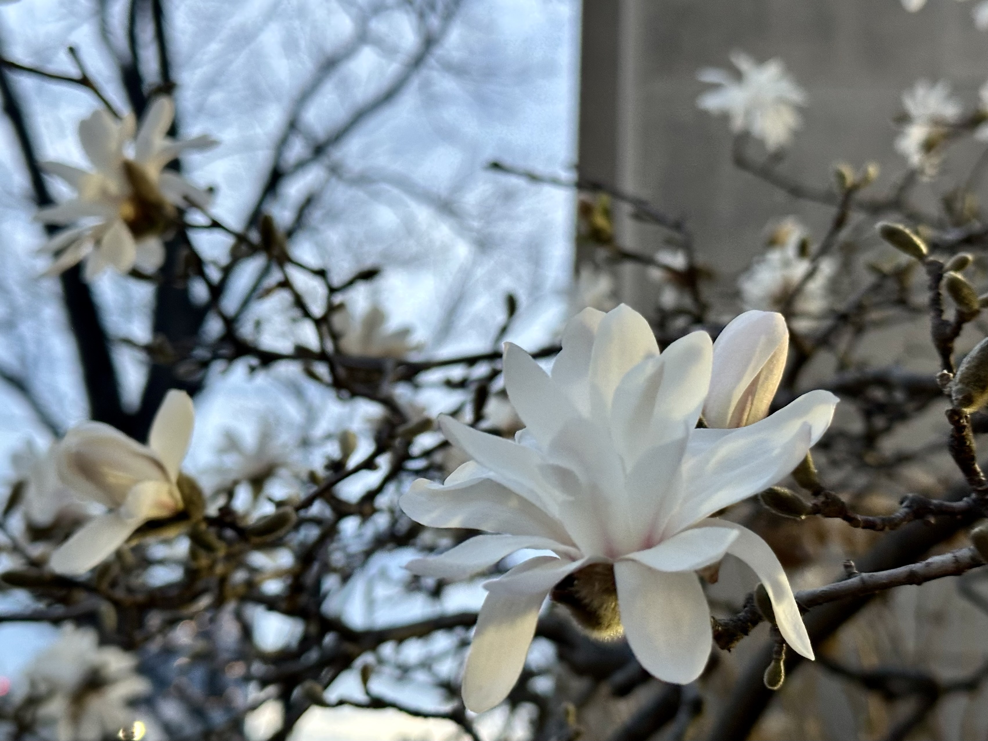 Star Magnolia, Magnolia Stellata