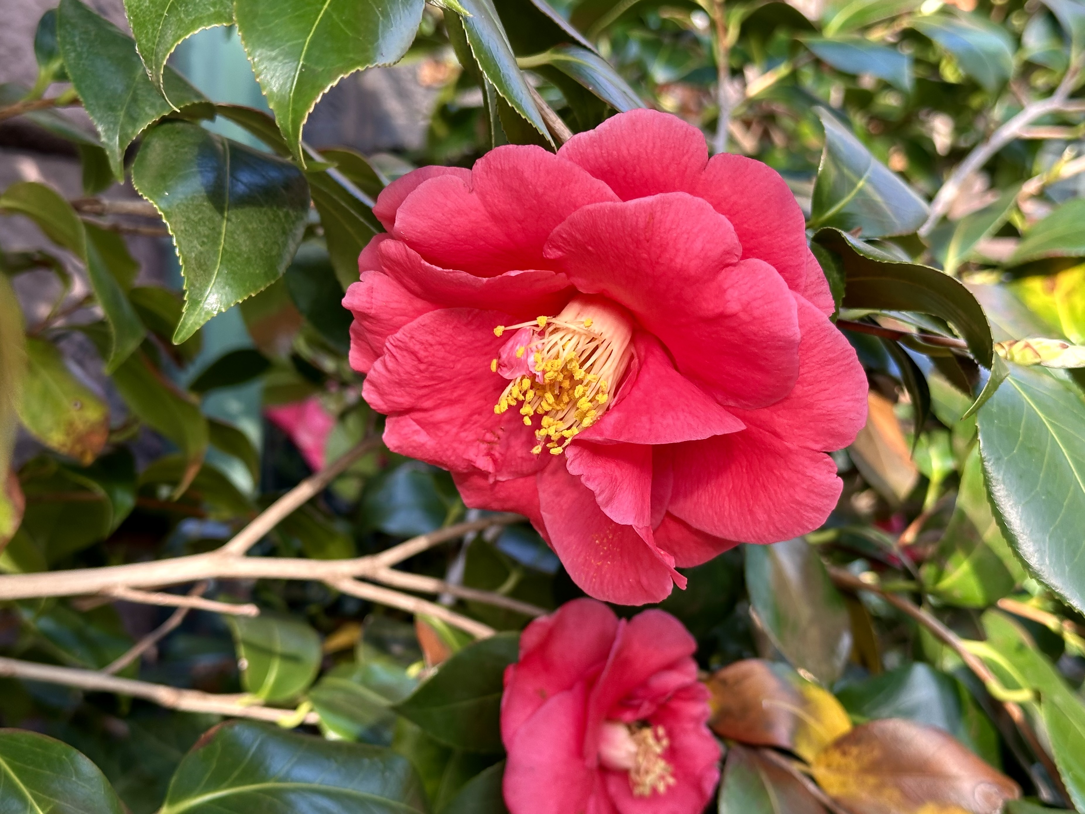 Camellia