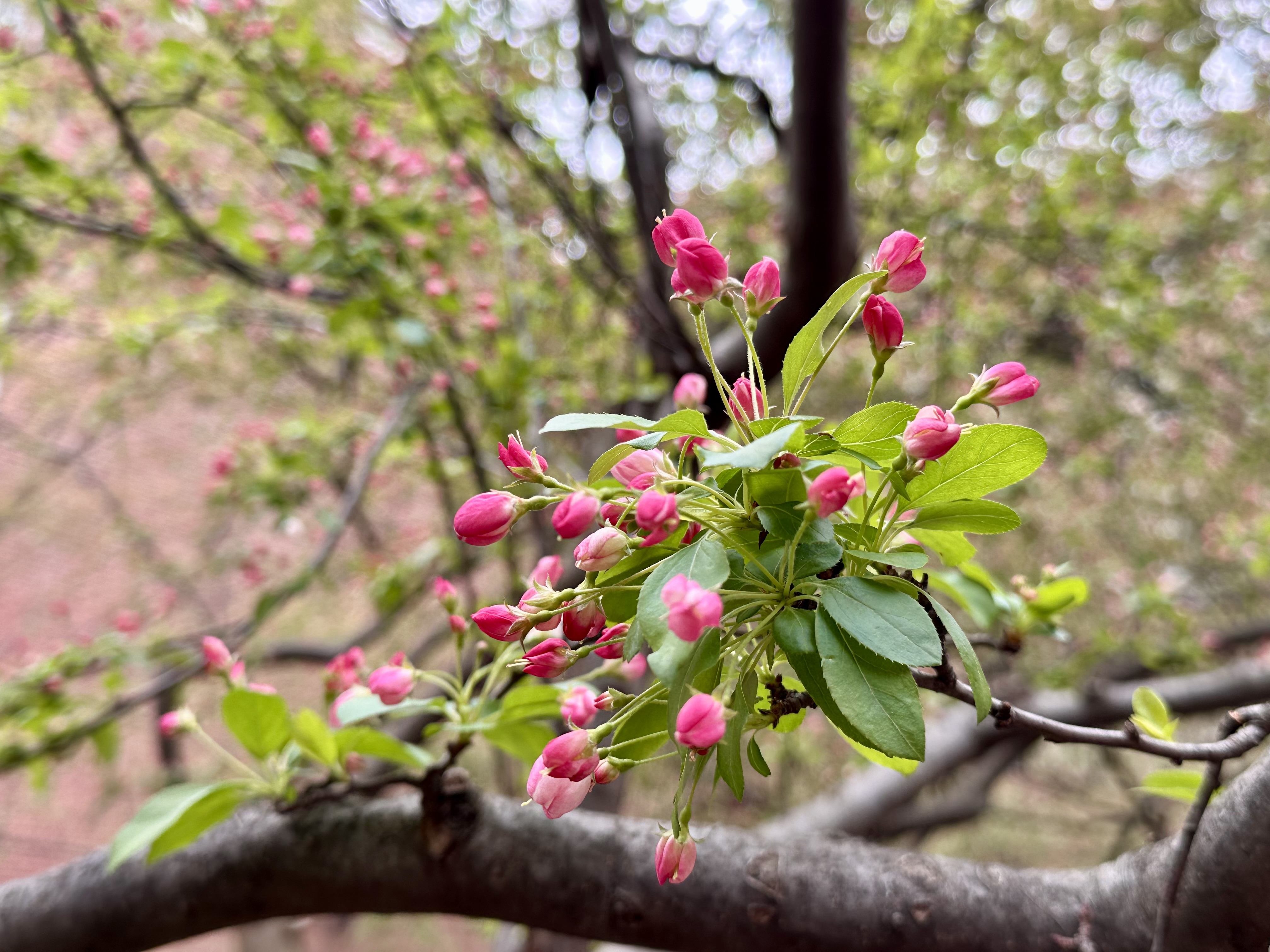 Crabapple, Malus halliana