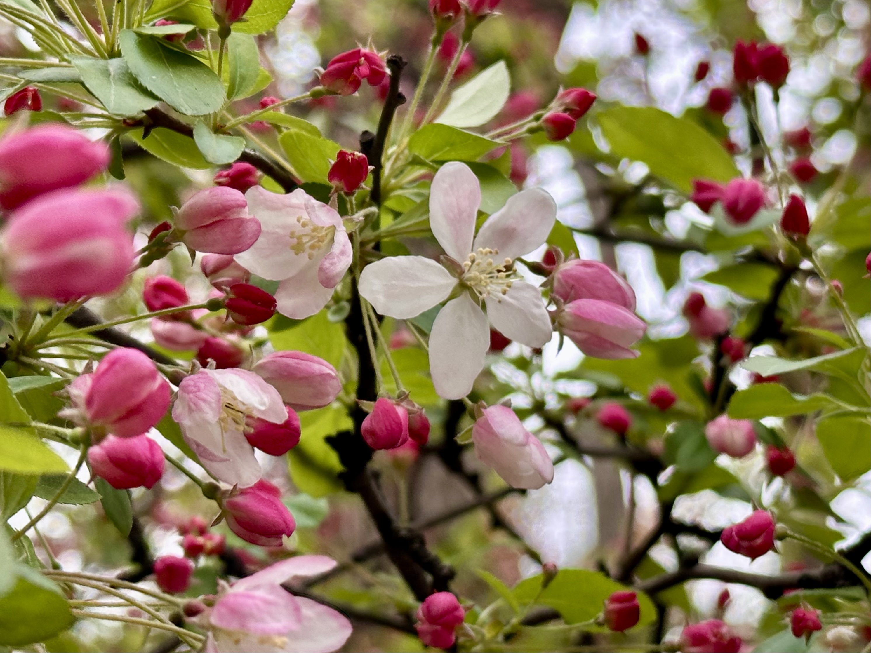 Crabapple, Malus halliana