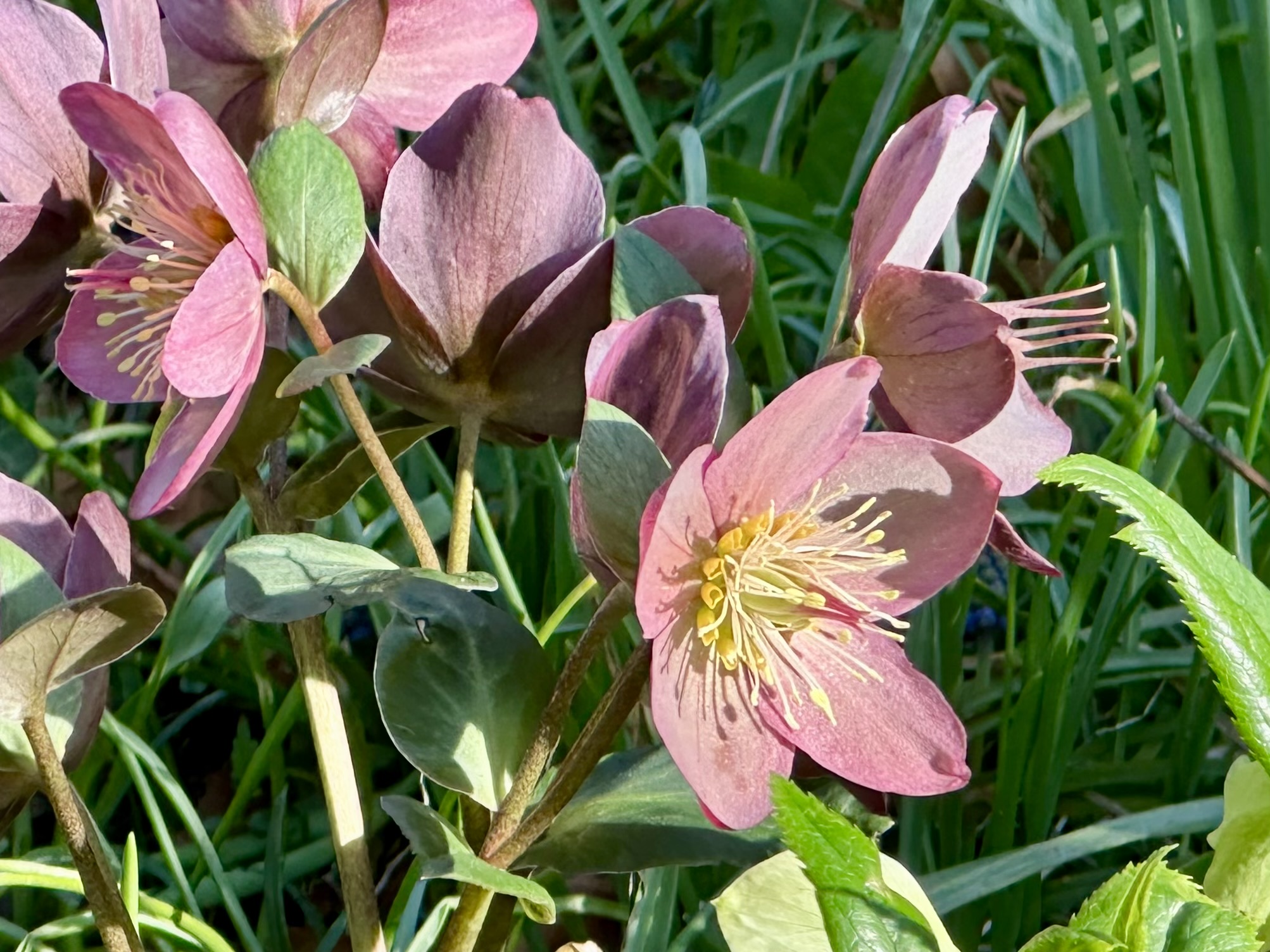 Hellebore, Helleborus