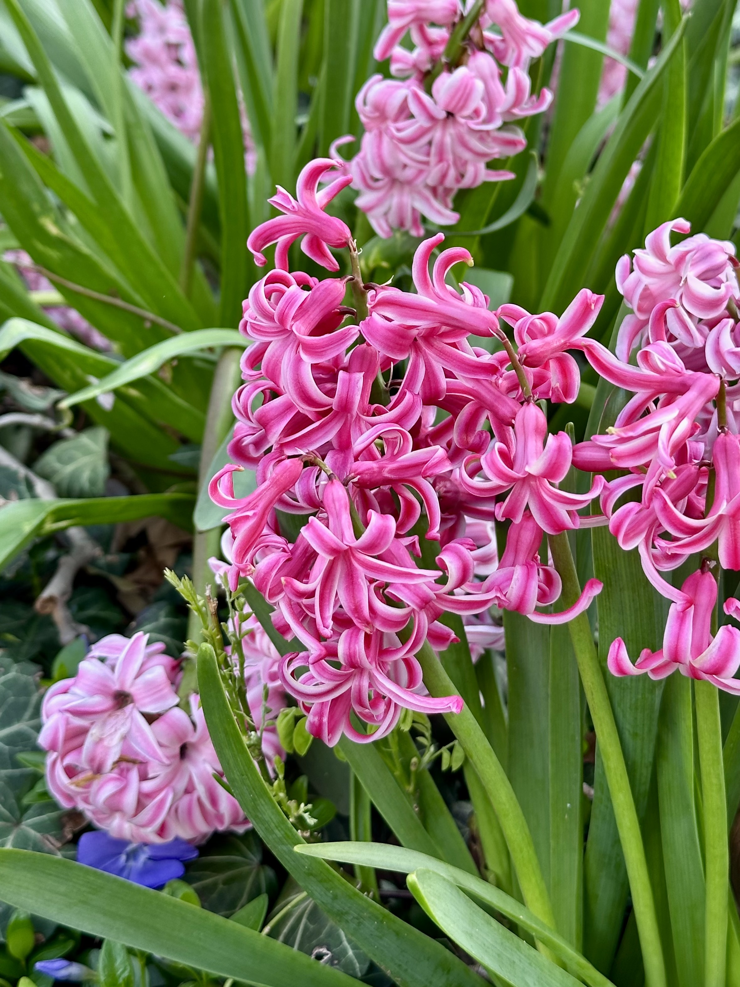Hyacinth