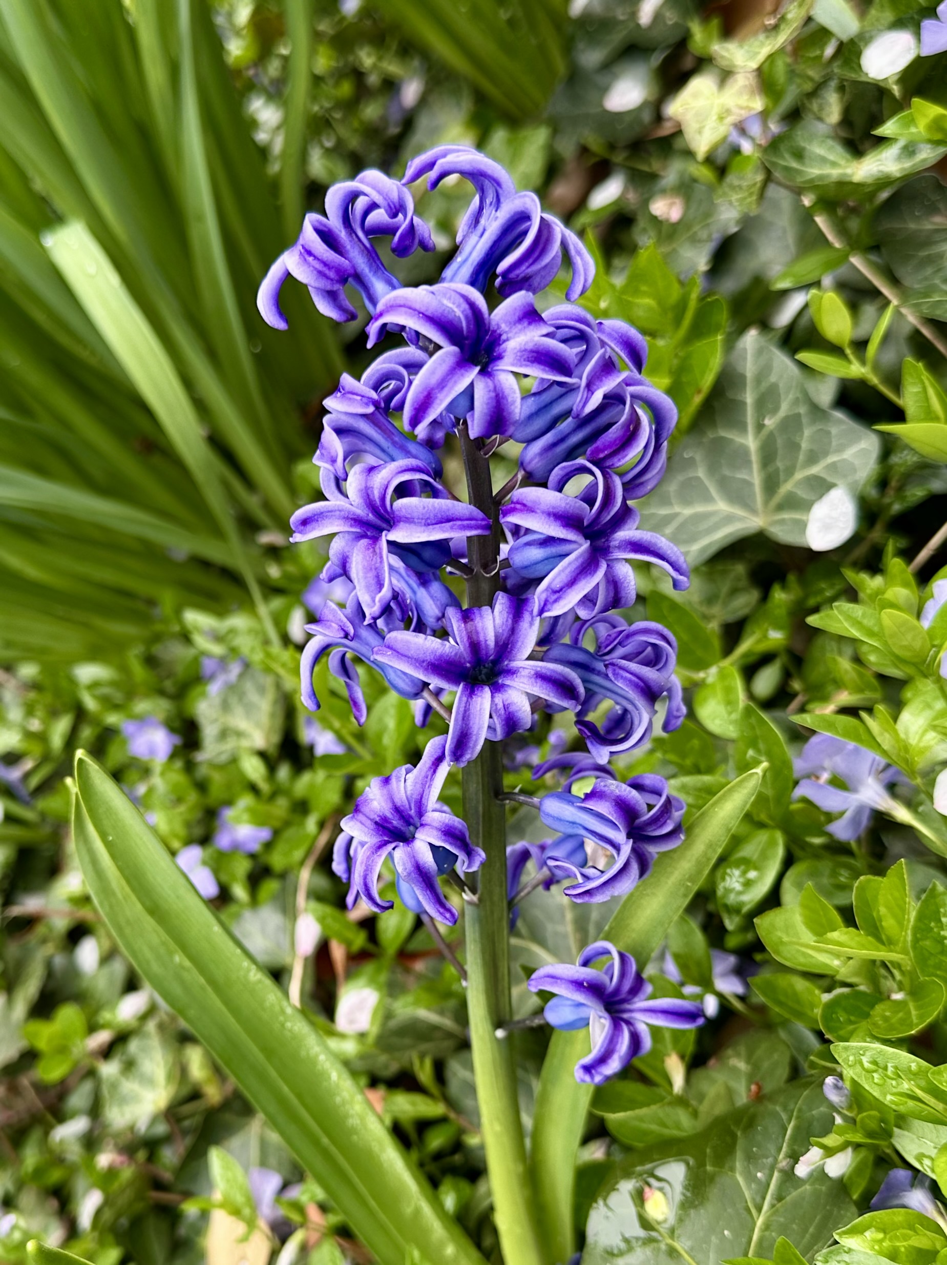 Hyacinth