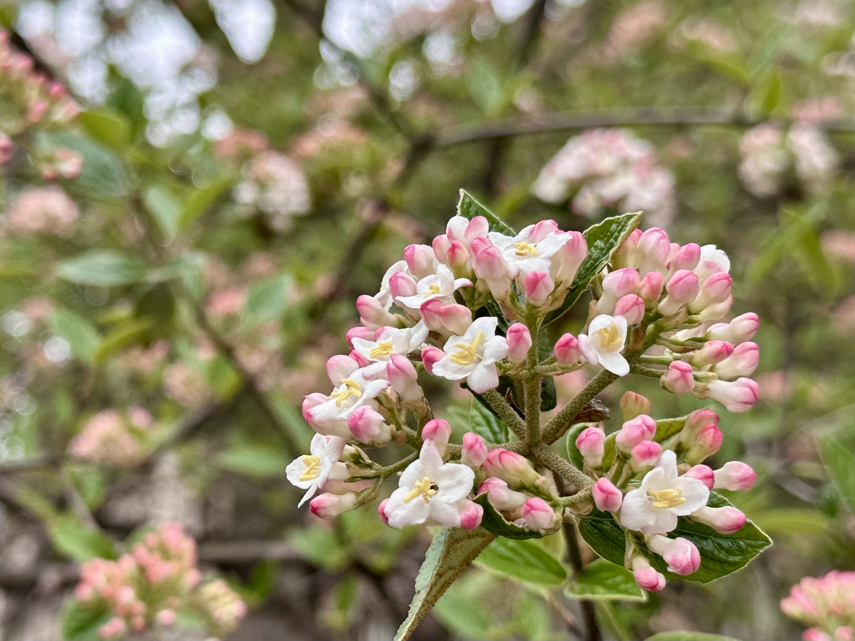 Korean Spice Viburnum, Viburnum Carlesii [To be confirmed]