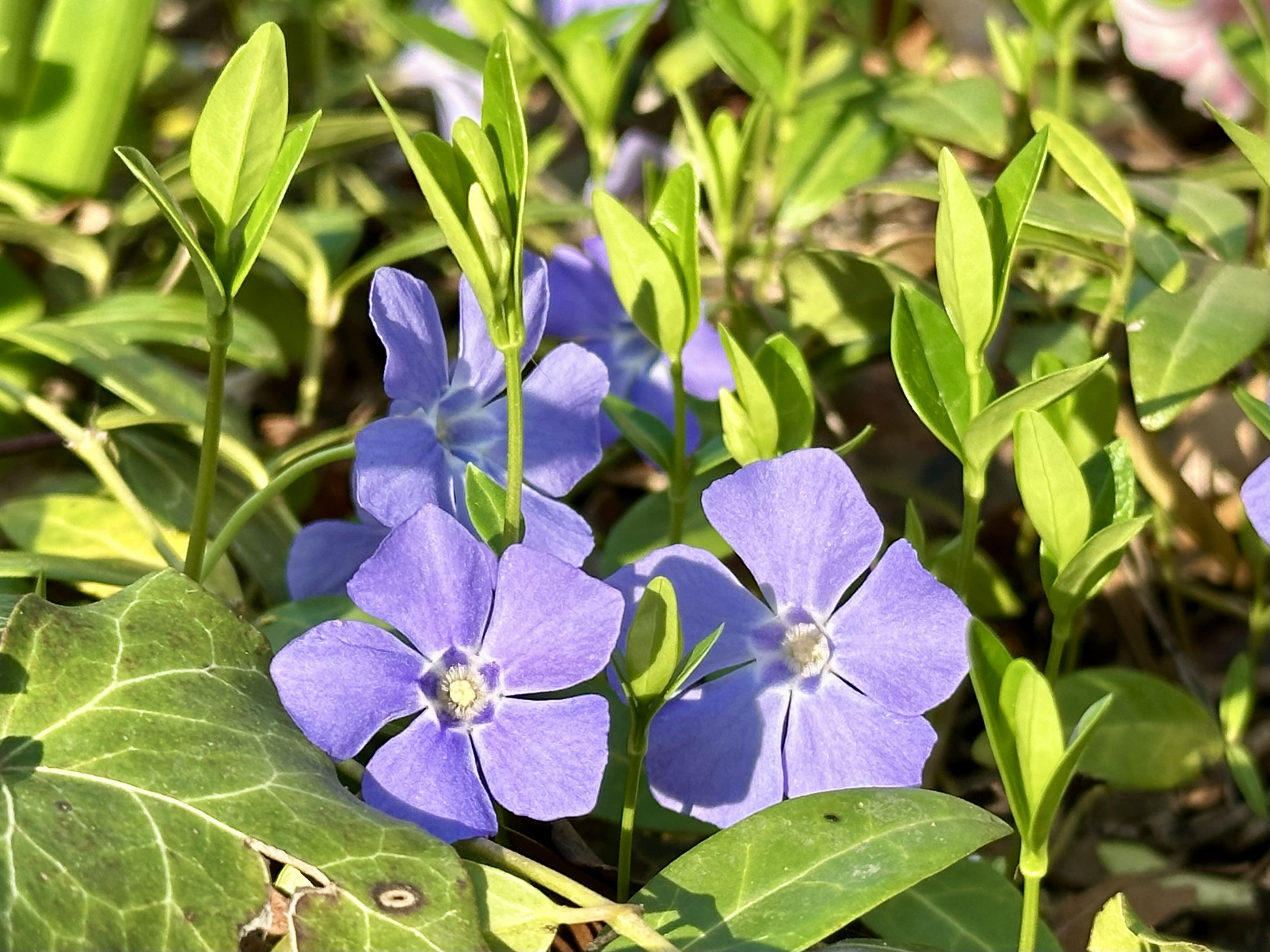 Periwinkle, Vinca Minor