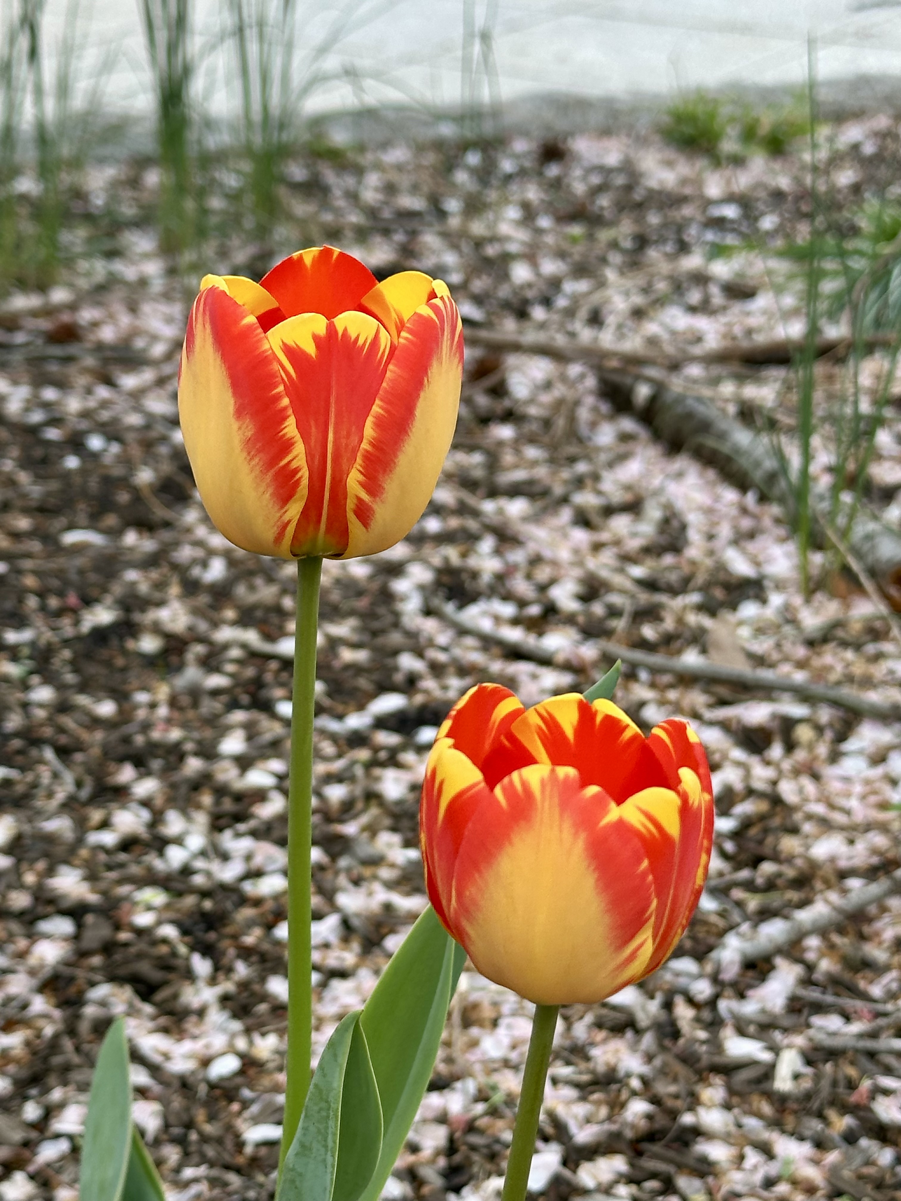Tulip