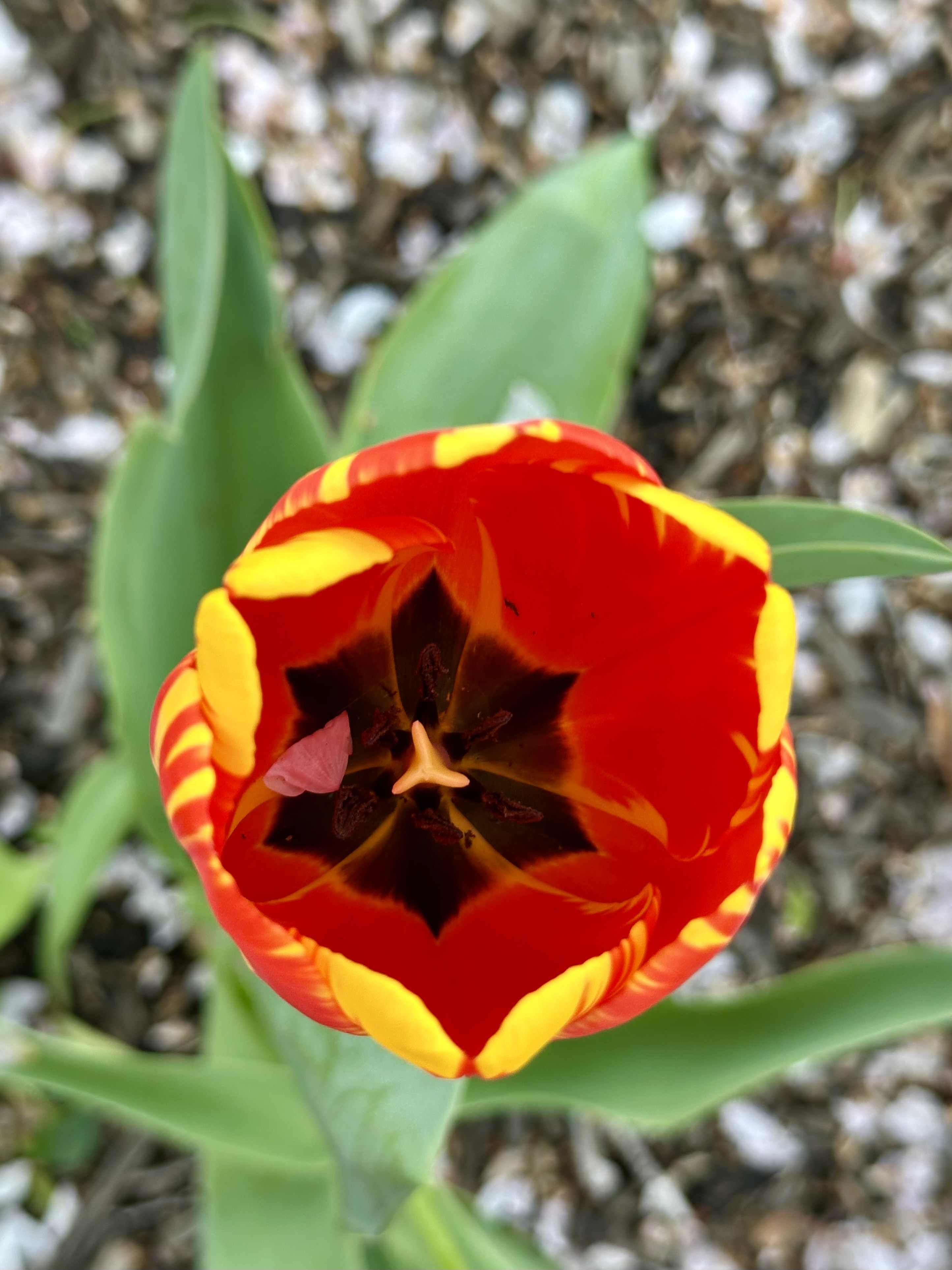 Tulip
