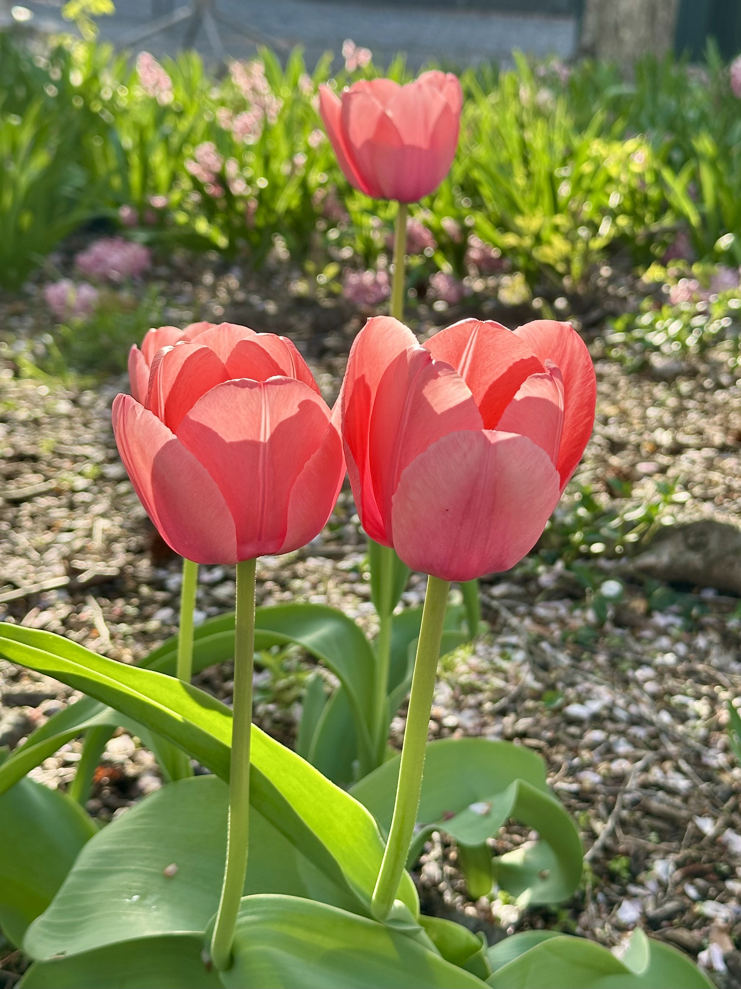 Tulip
