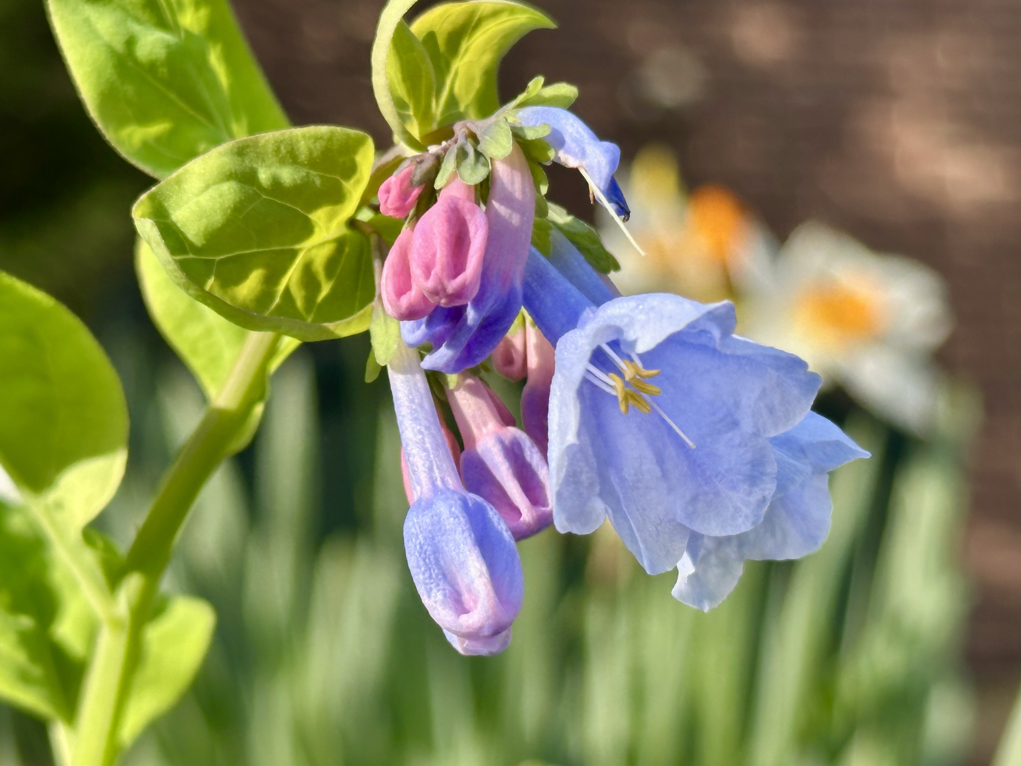 Virginia Bluebells [To be confirmed]