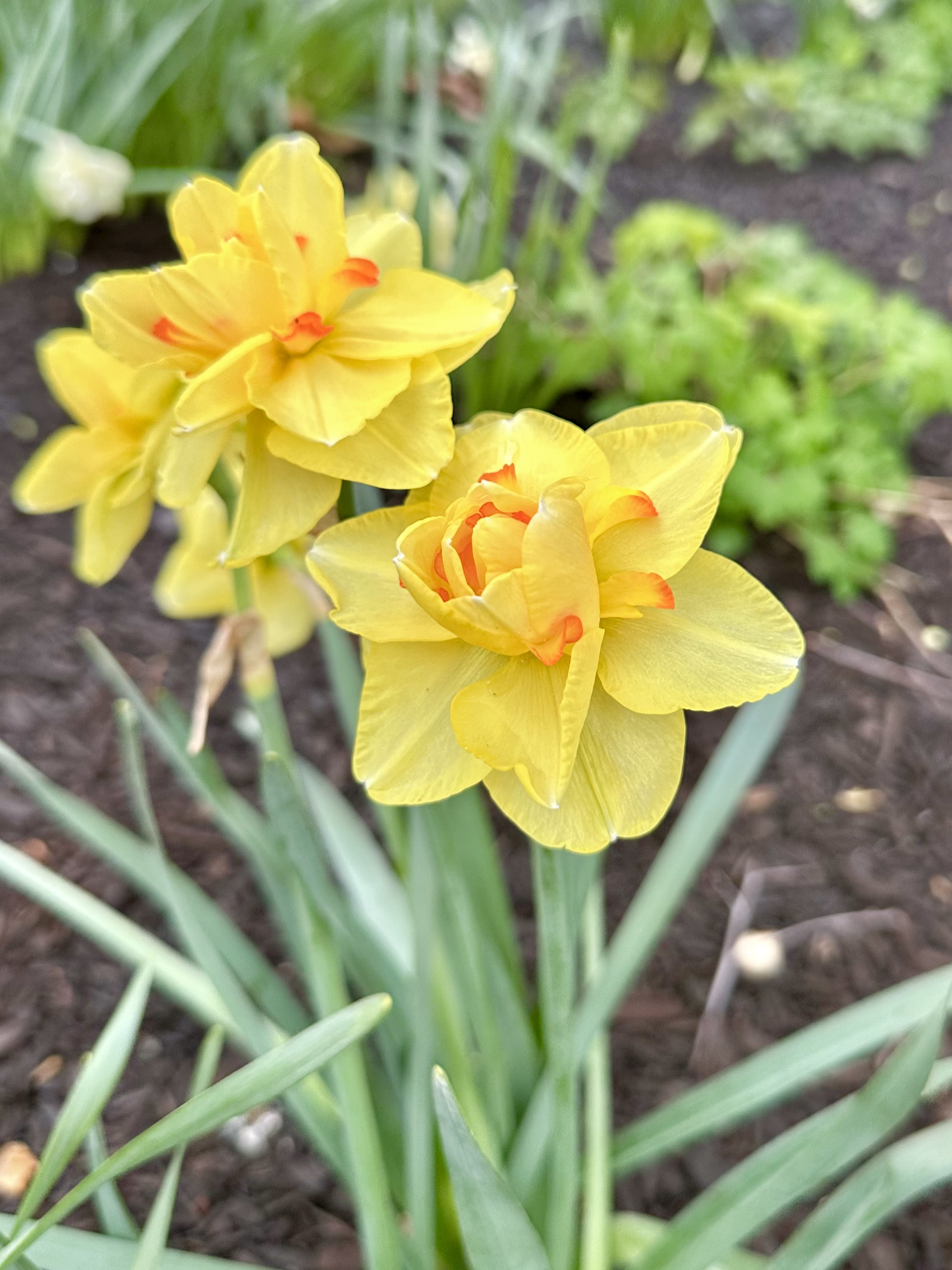 Double Daffodil, Narcissus