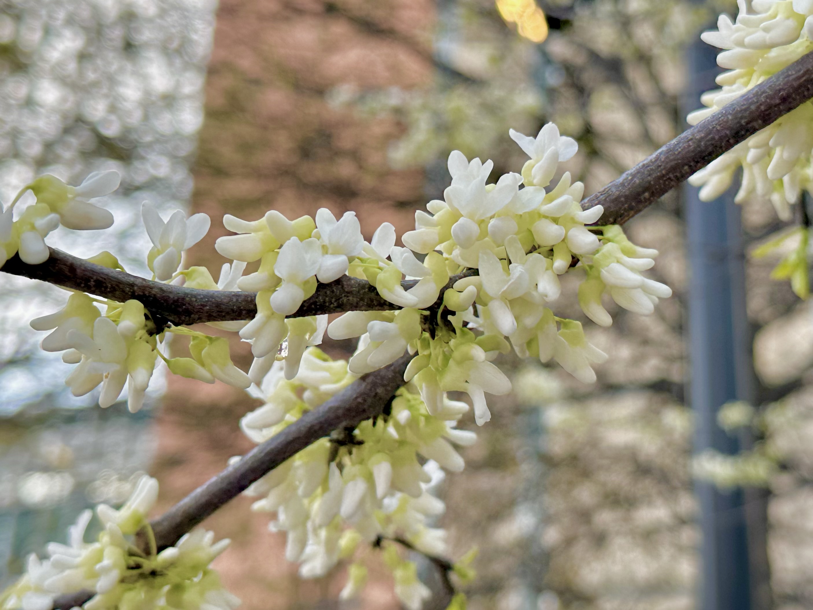 White Redbud, Cercis Canadensis
