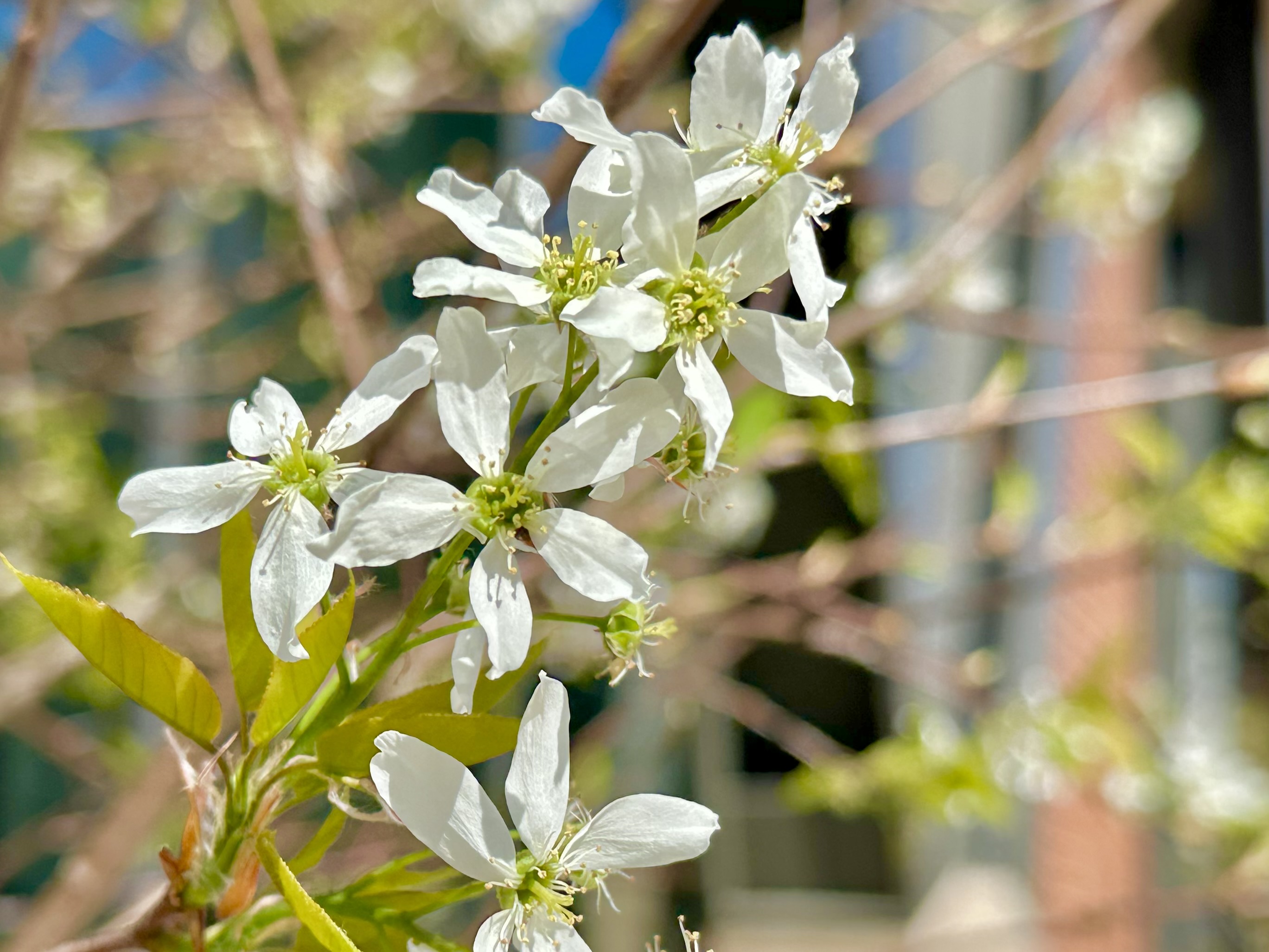 Serviceberry, Amelanchier