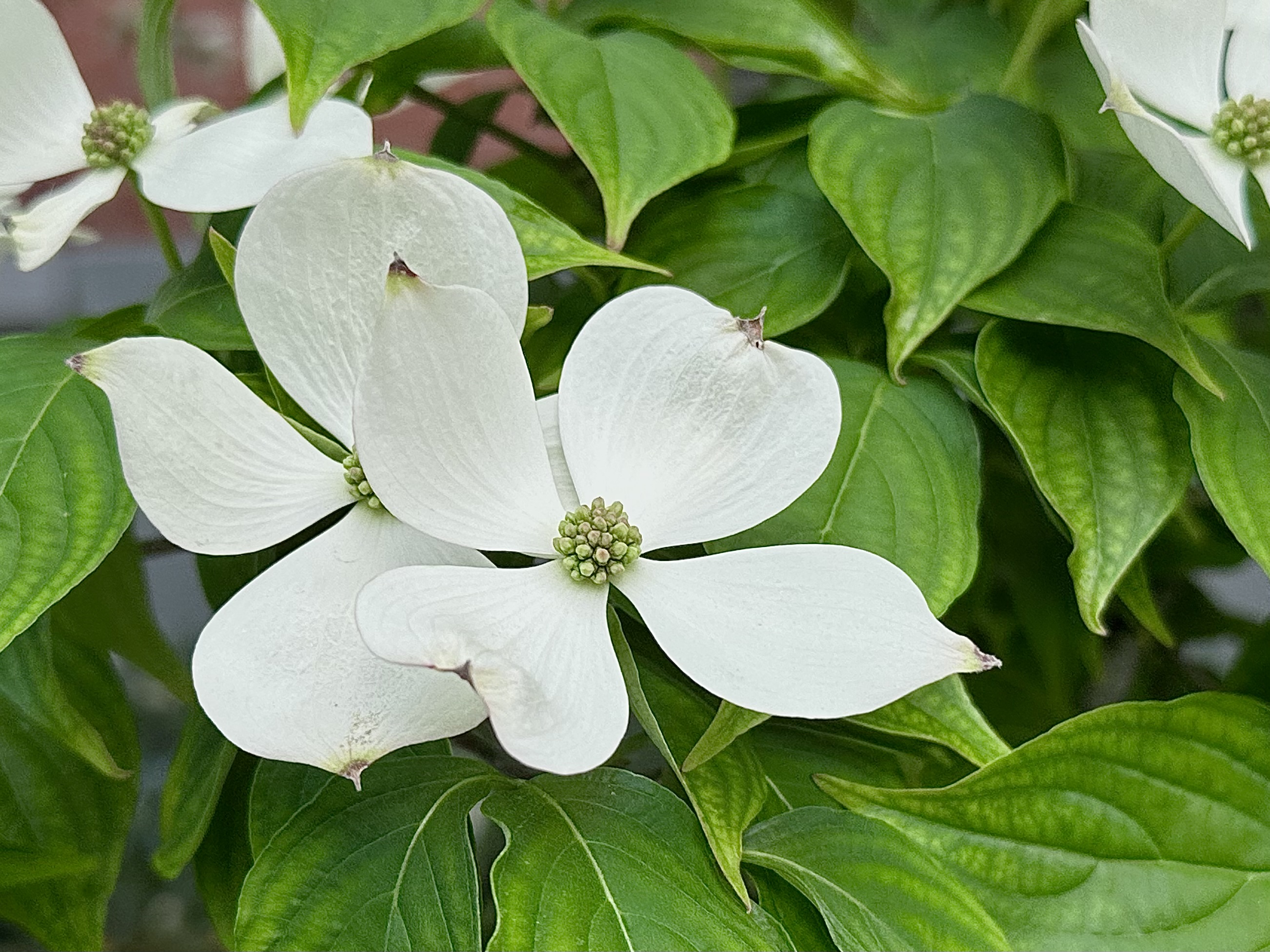 Flowering Dogwood, Cornus florida