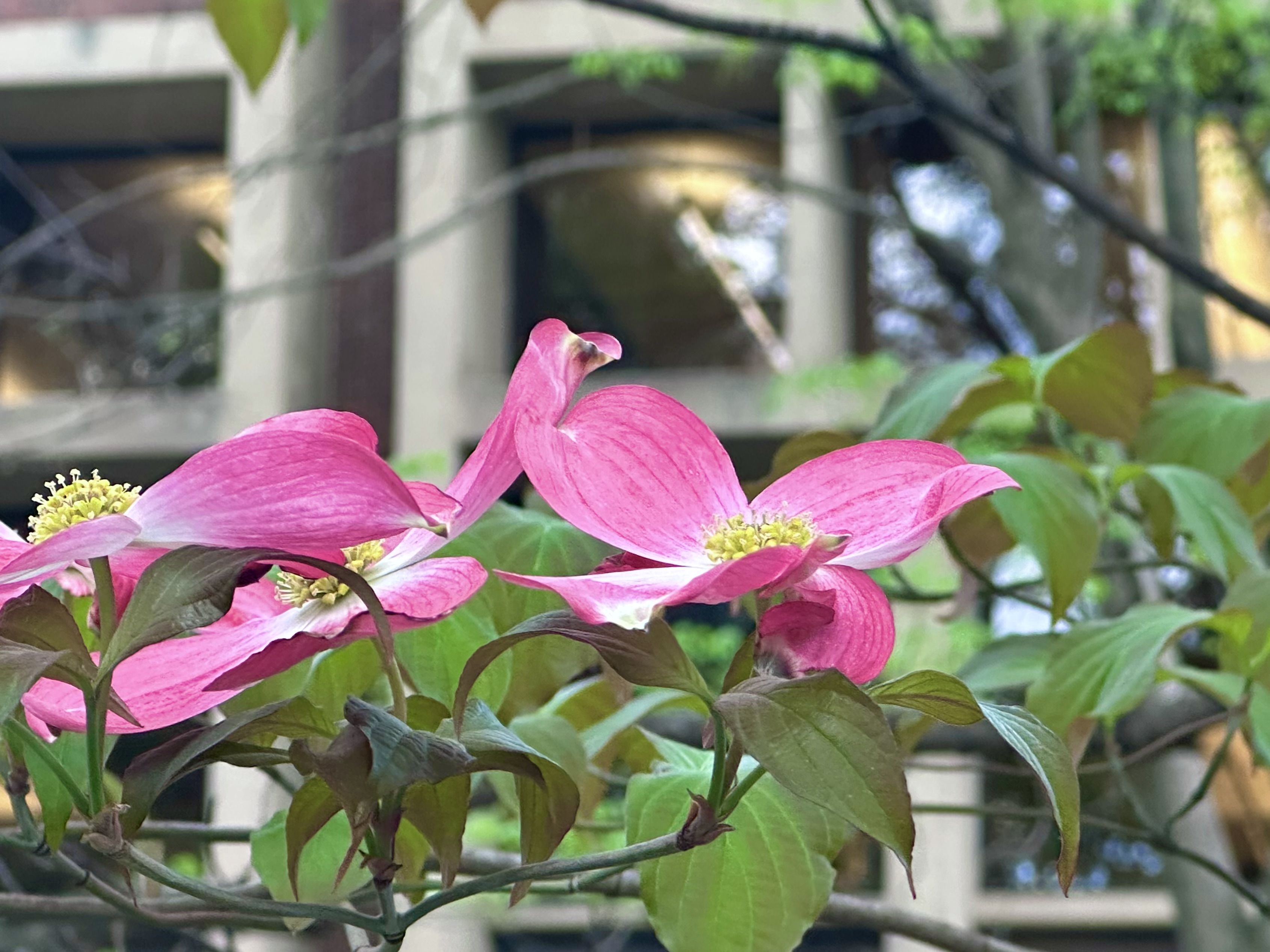 Pink Flowering Dogwood, Cornus florida