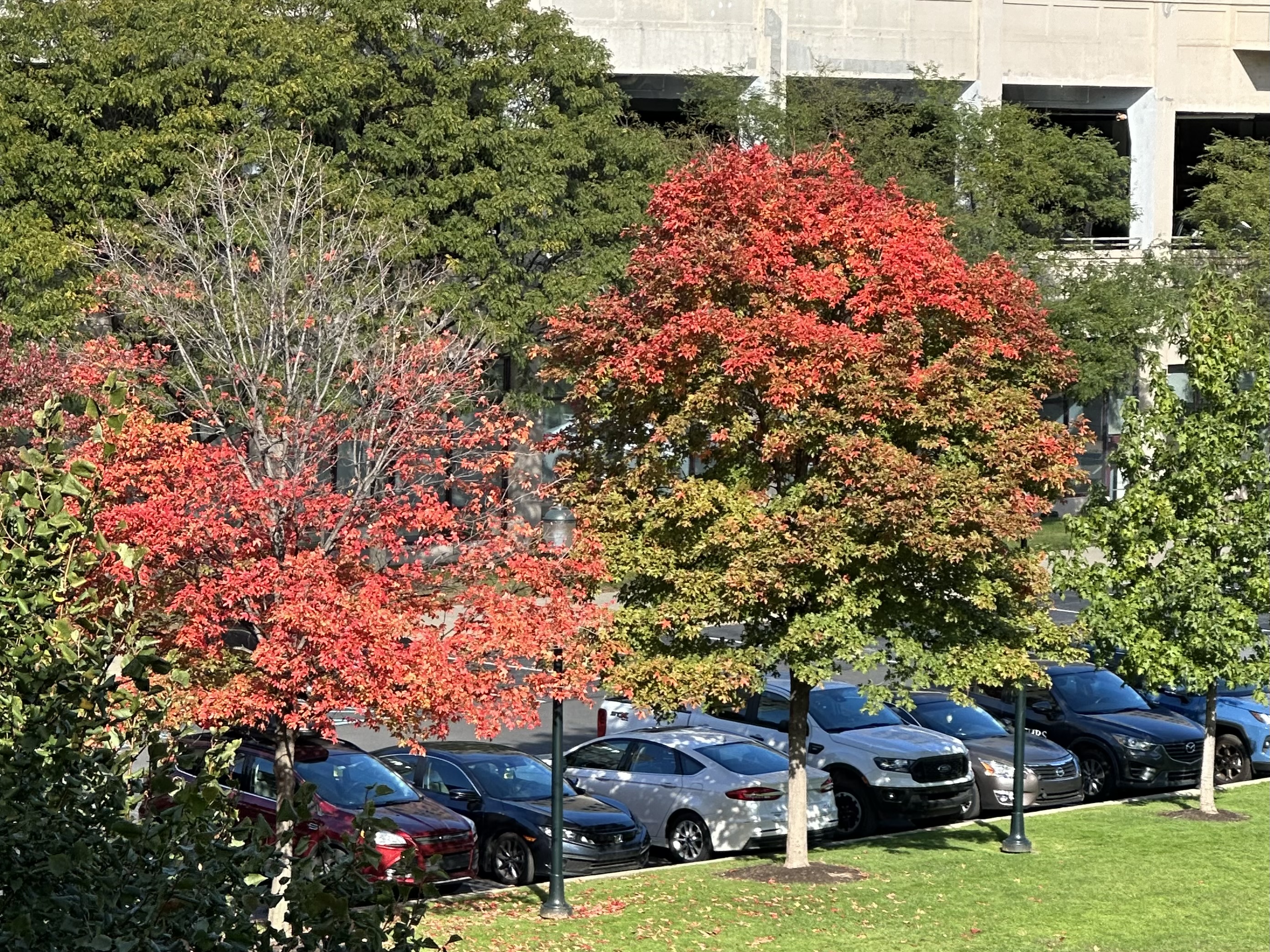 Trees Living Together