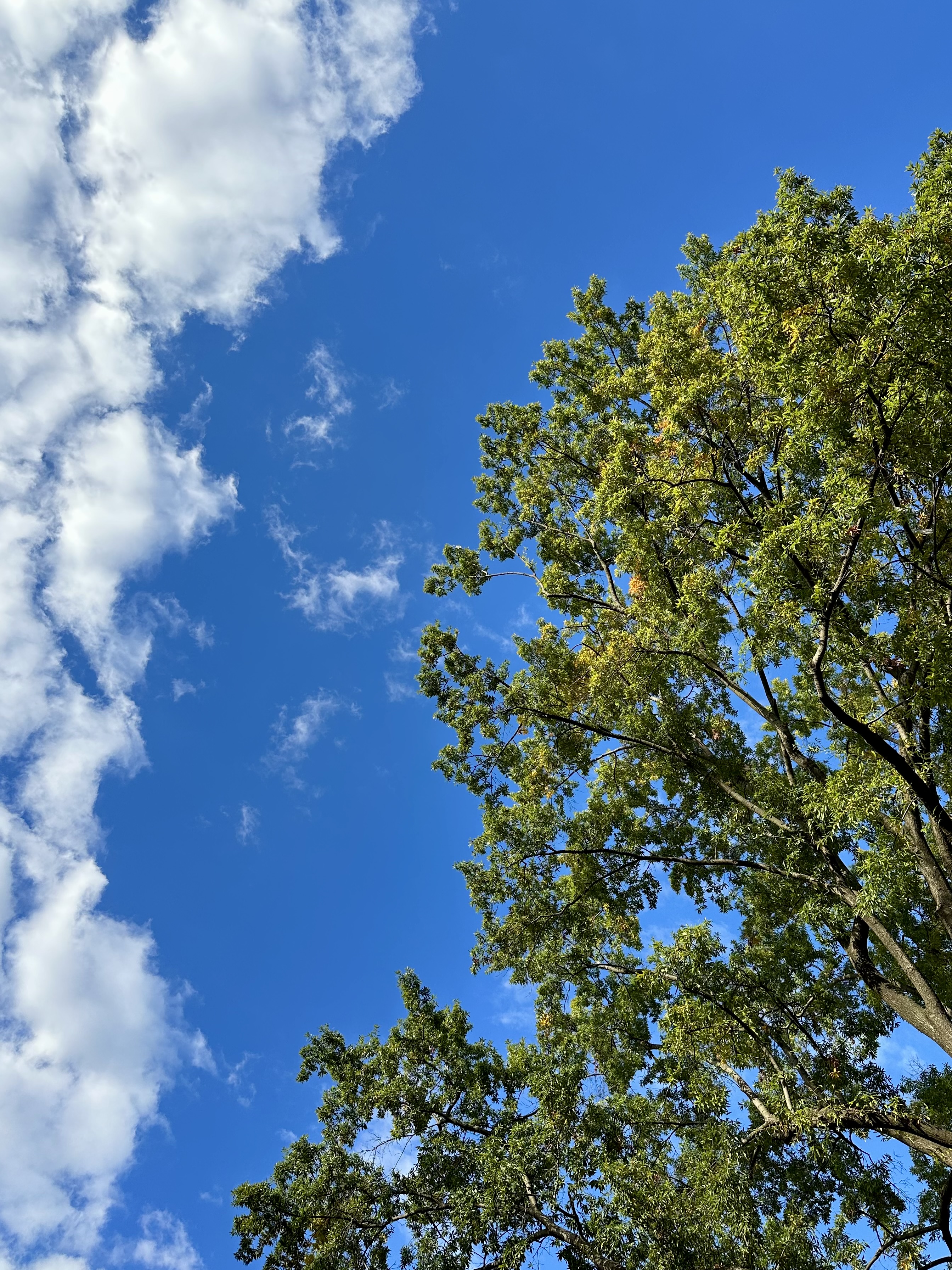 Tree and Sky