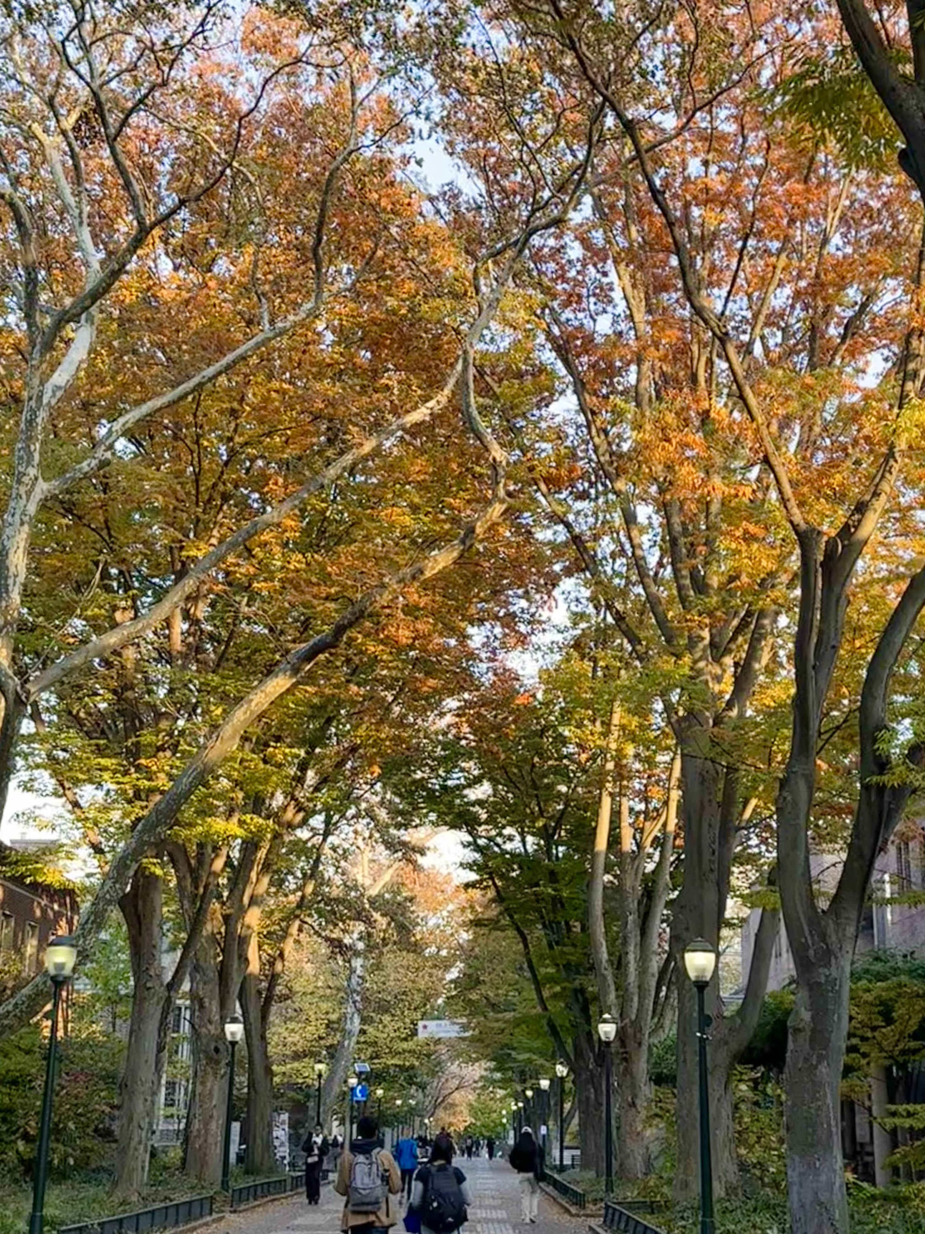 Autumn in Campus