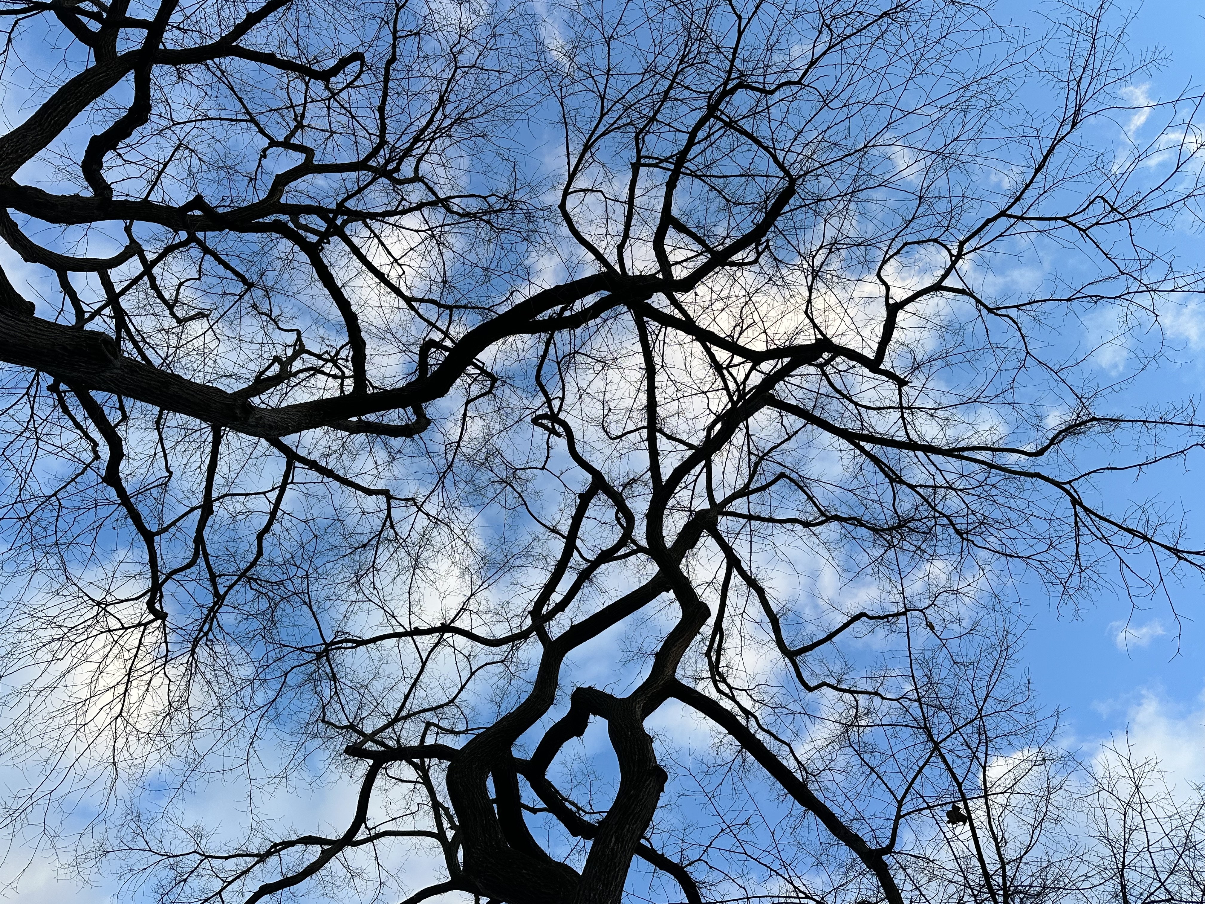 Arteries of the Sky