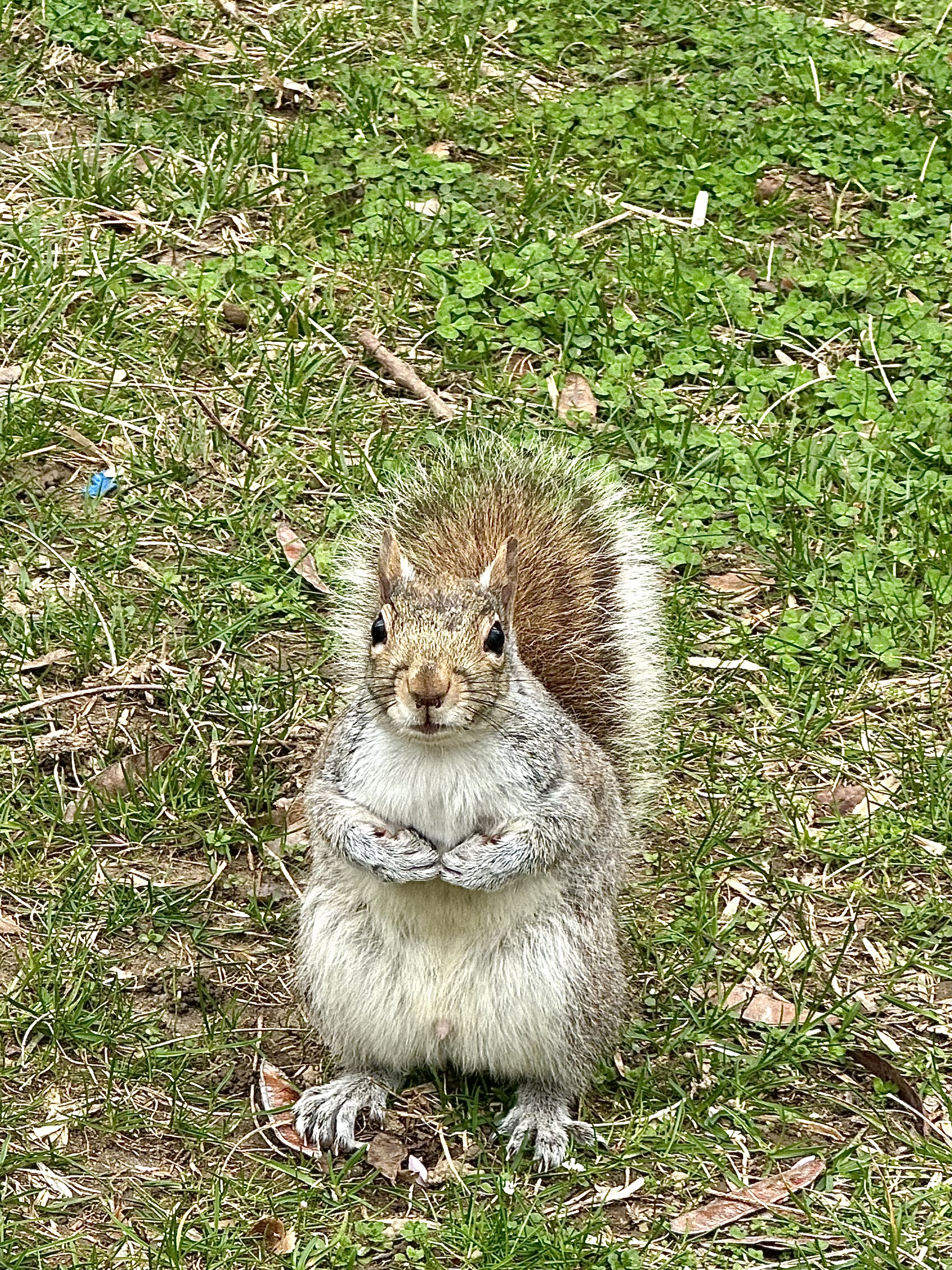Squirrel Passport Photo