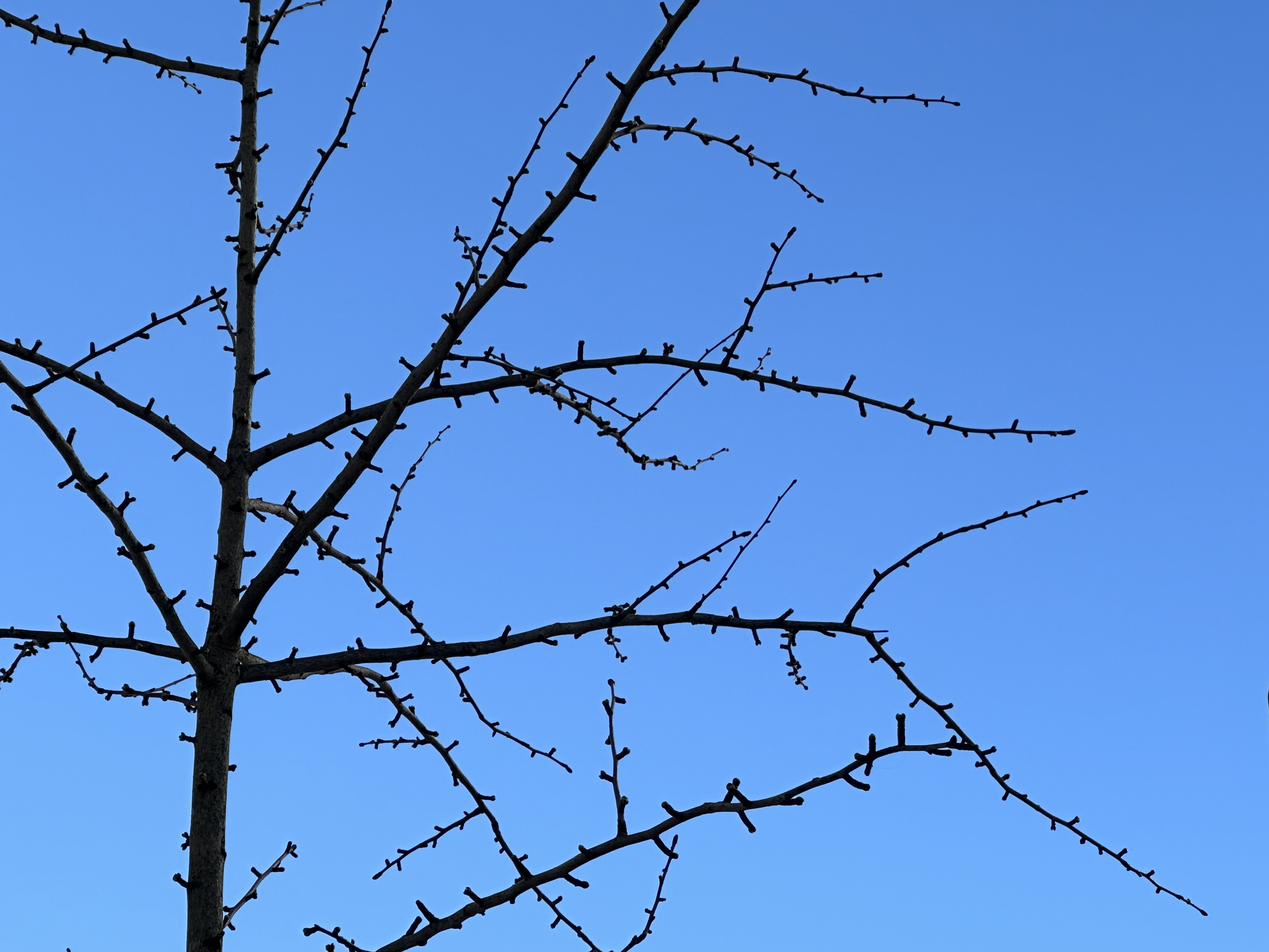 Ruler Tree (Likely Ginkgo) [To be confirmed]