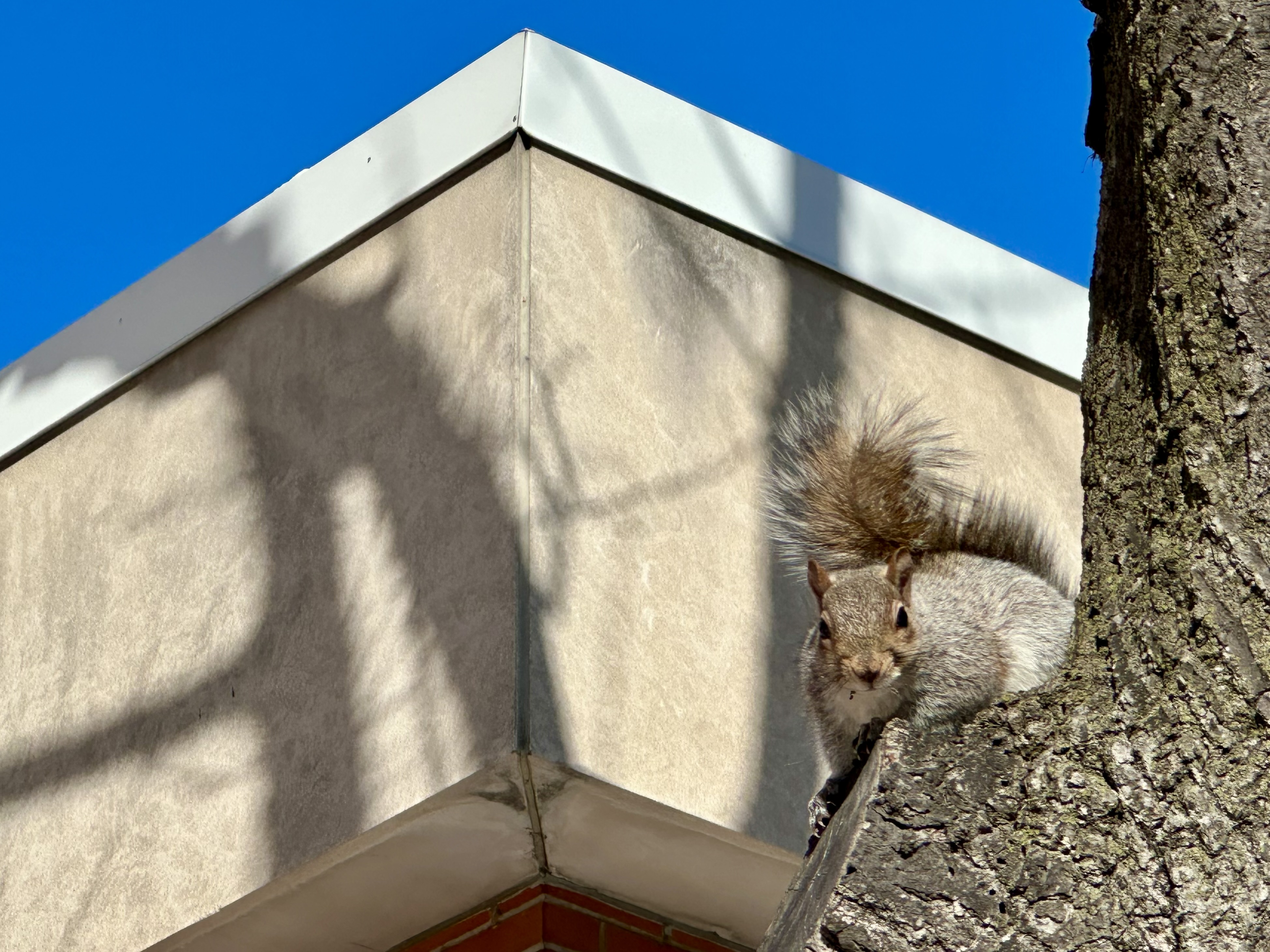 A Squirrel in the Cold Wind