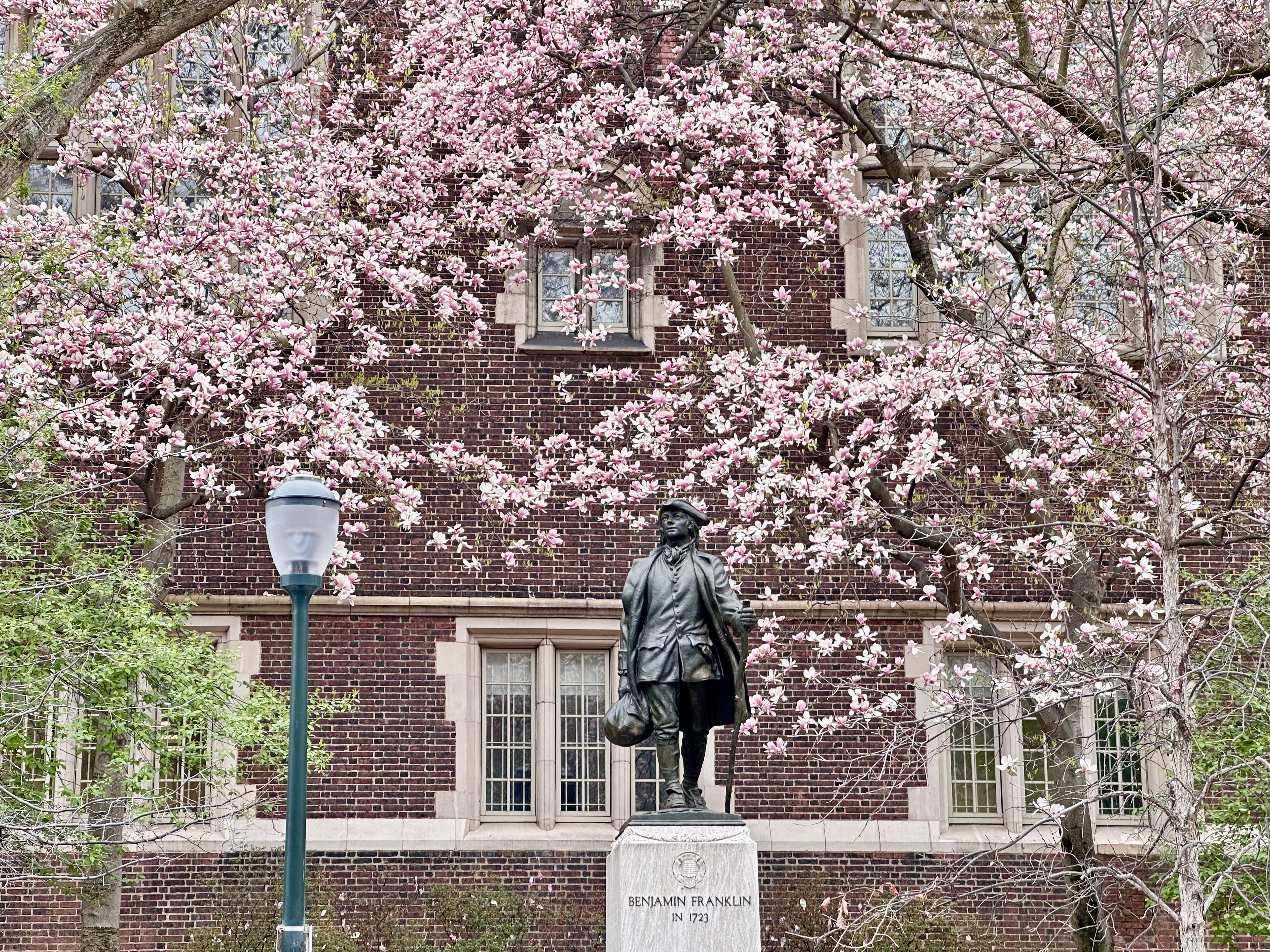 Franklin Appreciating the Yulan Magnolia